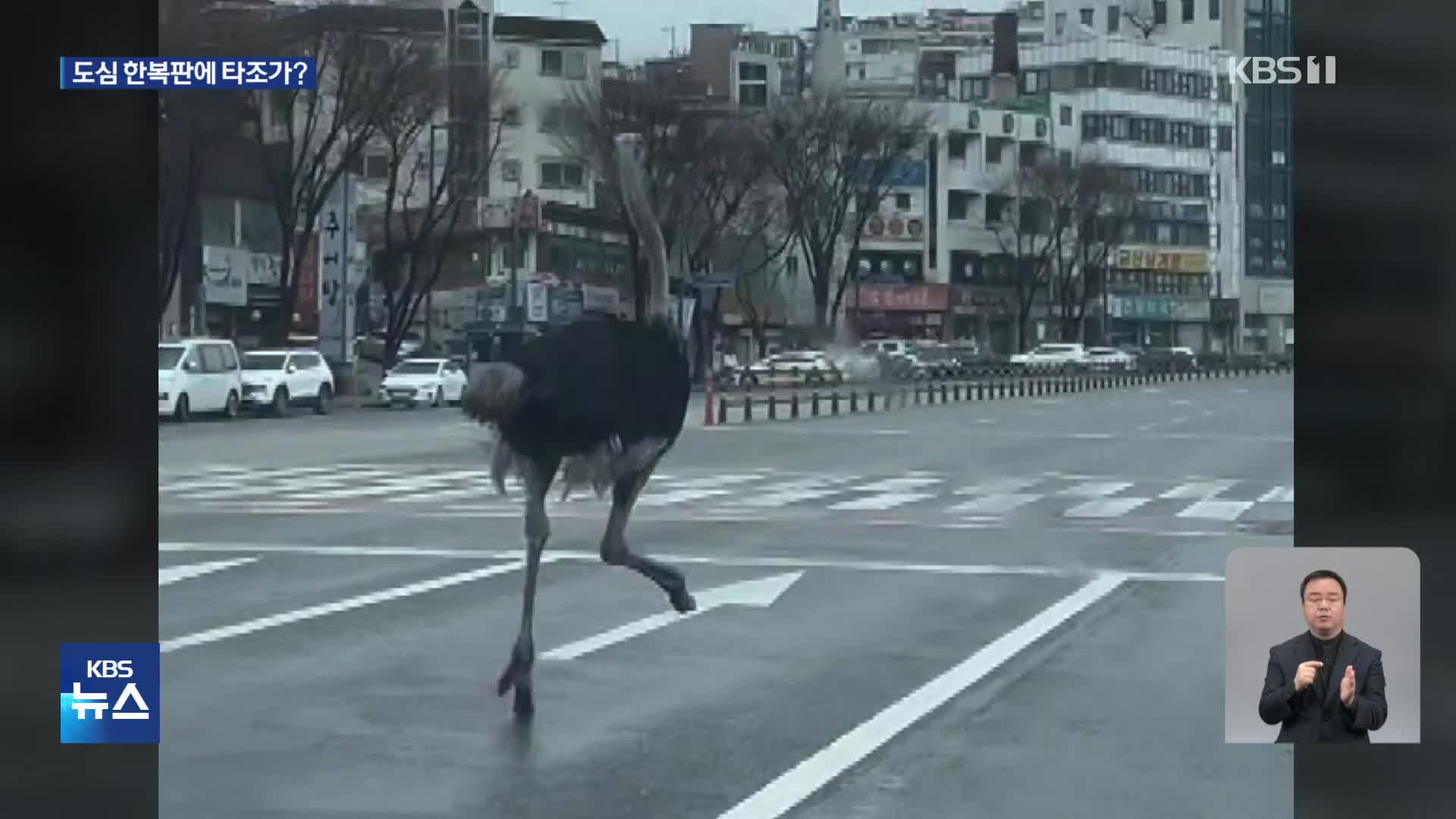 도심 한복판서 타조가 ‘껑충껑충’…‘타돌이’ 탈출 이유는?