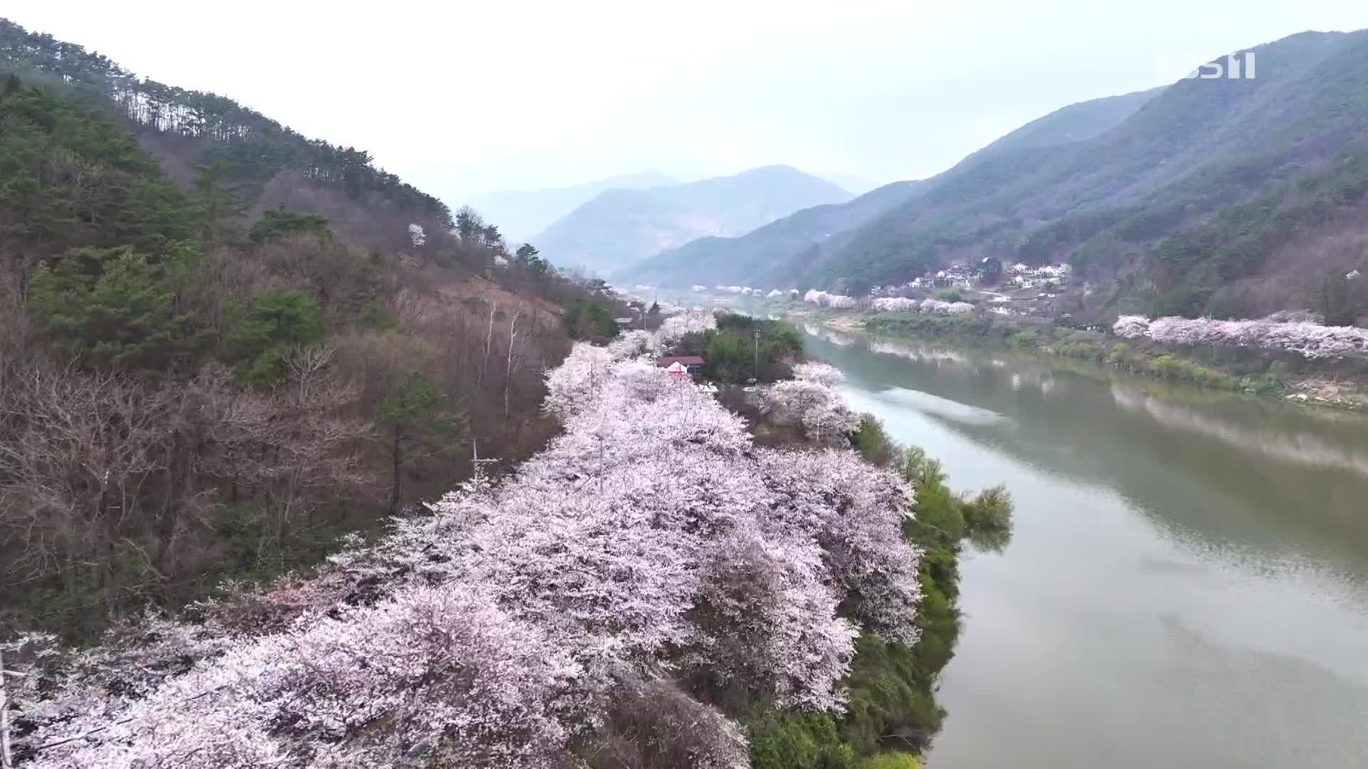 [영상] 섬진강에 핀 봄
