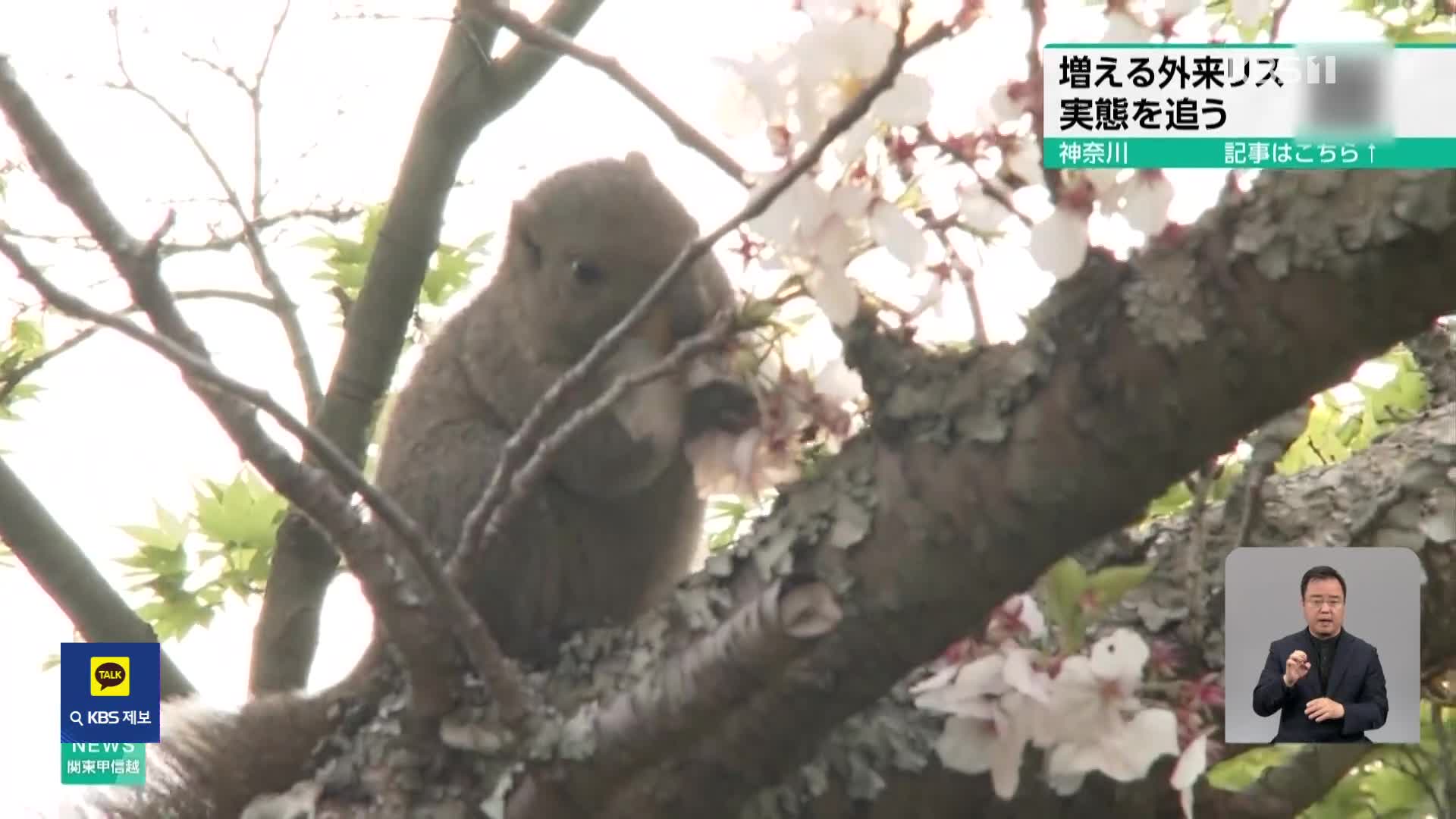 일본, 야생화된 외래 다람쥐 생태계 영향 심각