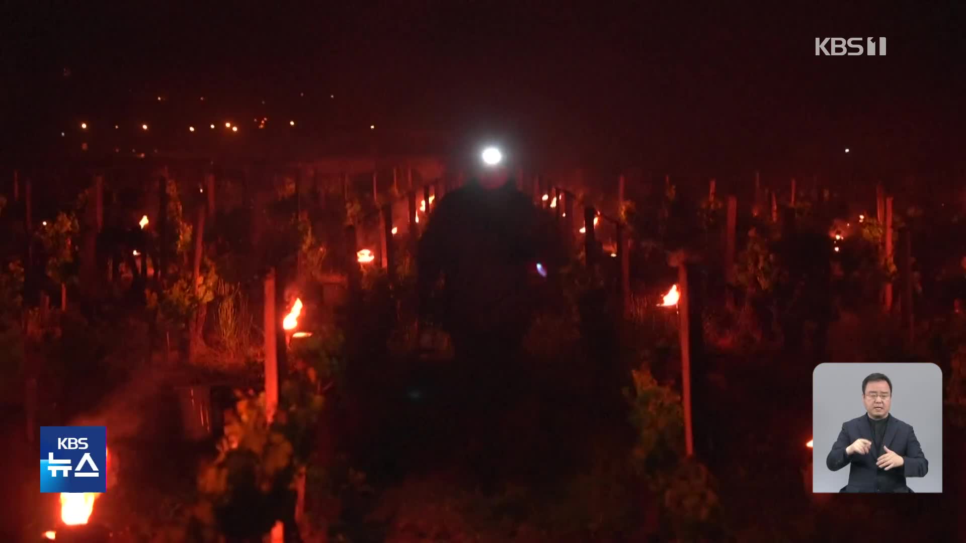 프랑스, 포도 농가 살리는 촛불
