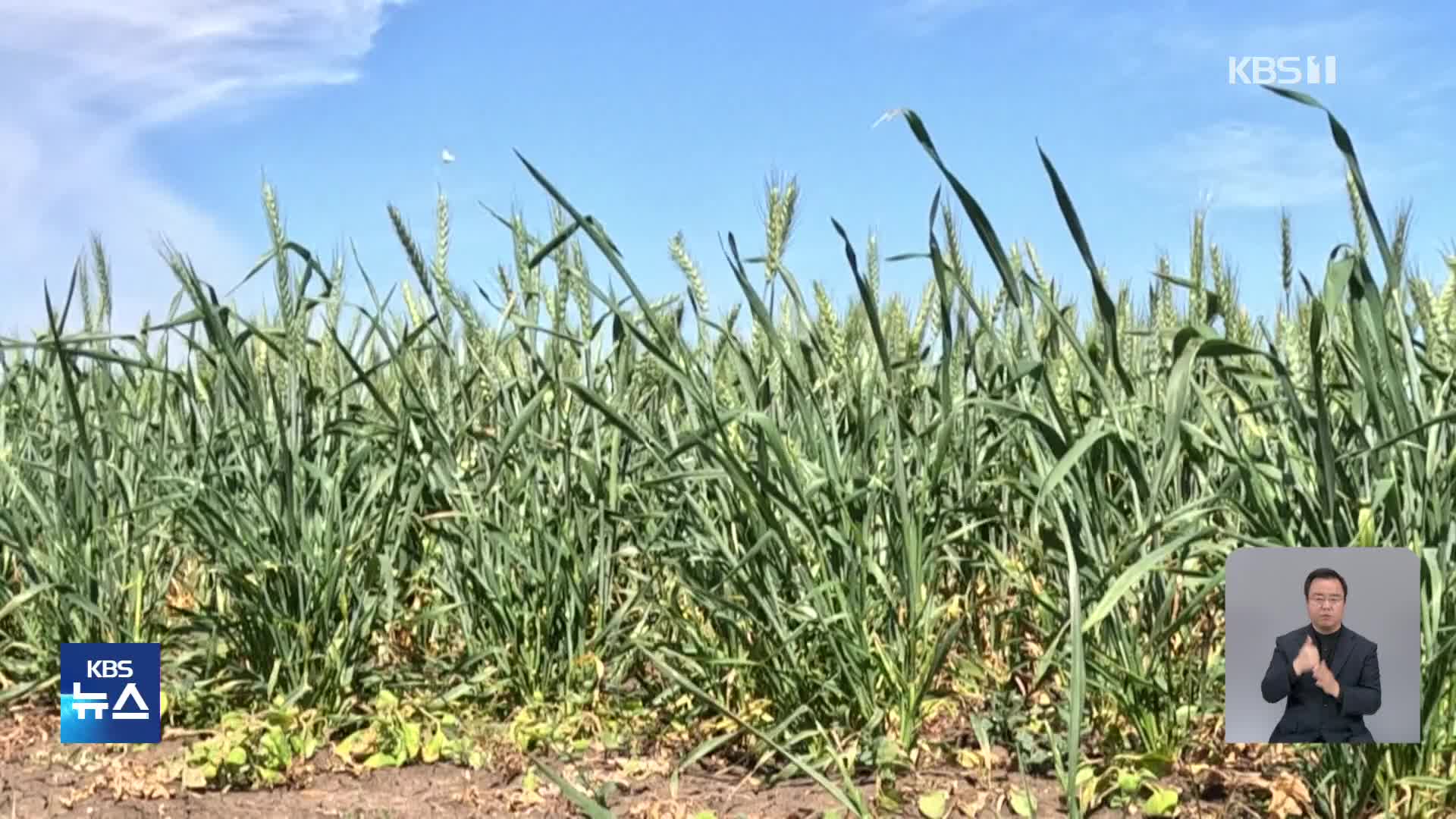 모로코, 가뭄에 강한 밀 품종 개발에 주력