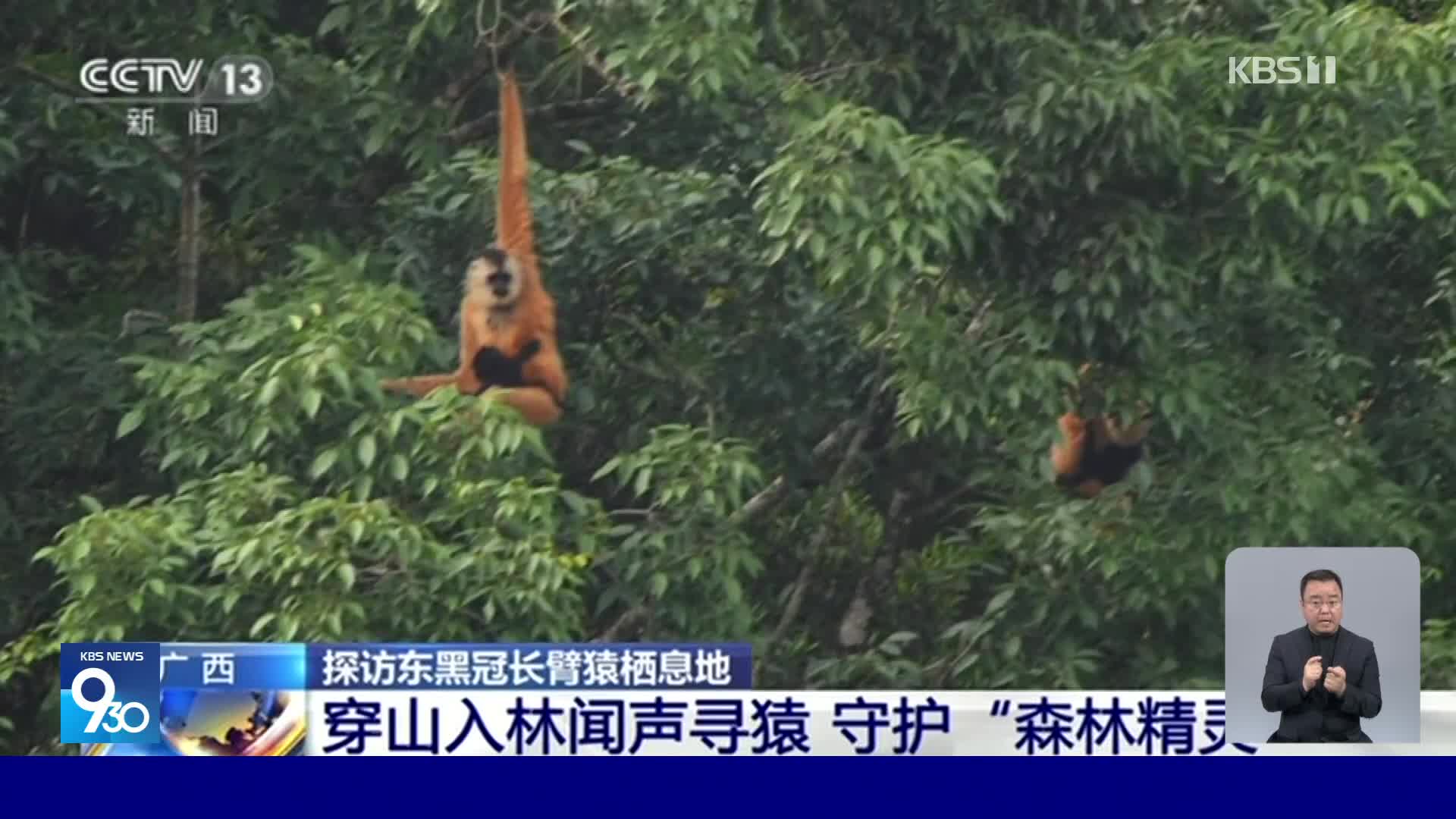 중국, 멸종위기 동물 ‘보닛긴팔원숭이’ 새끼 발견