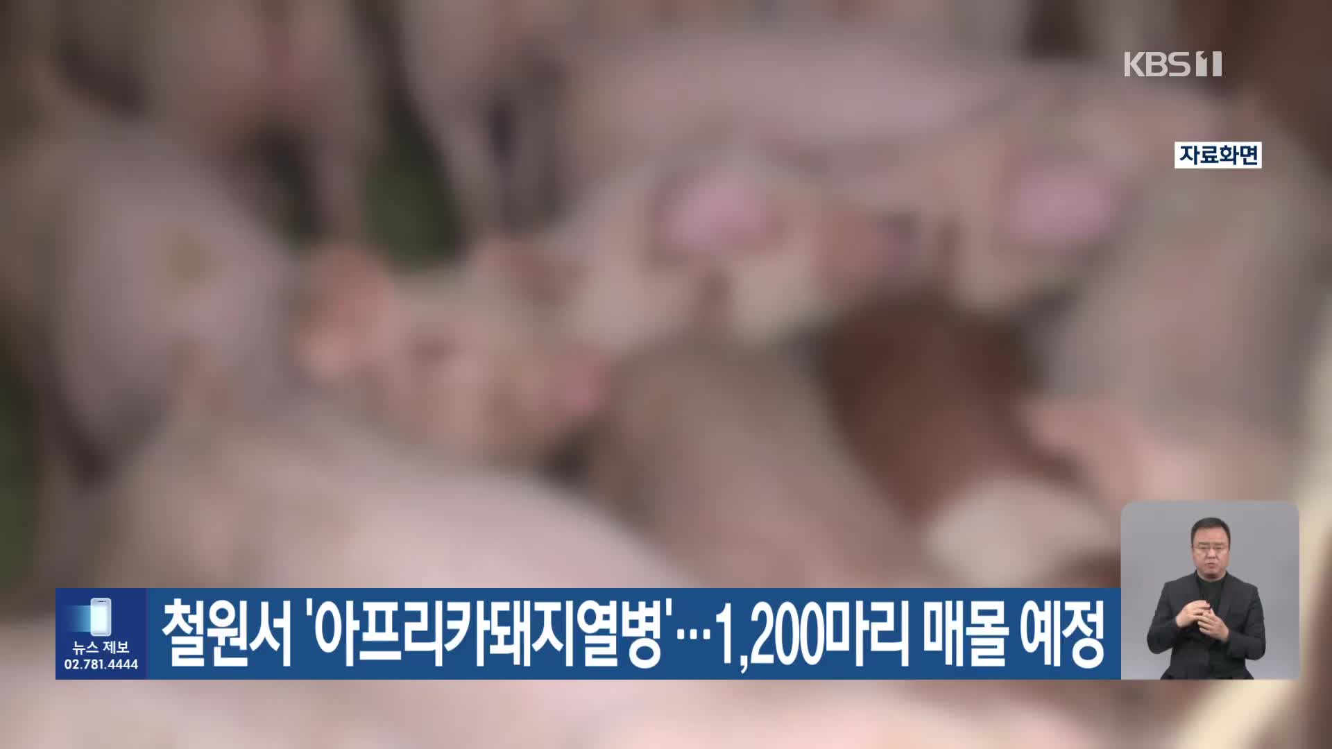 철원서 ‘아프리카돼지열병’…1,200마리 매몰 예정