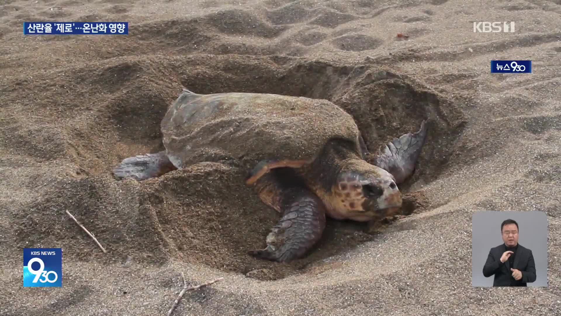 기후위기에 ‘멸종위기’ 바다거북…70여 년 만에 산란 ‘0’