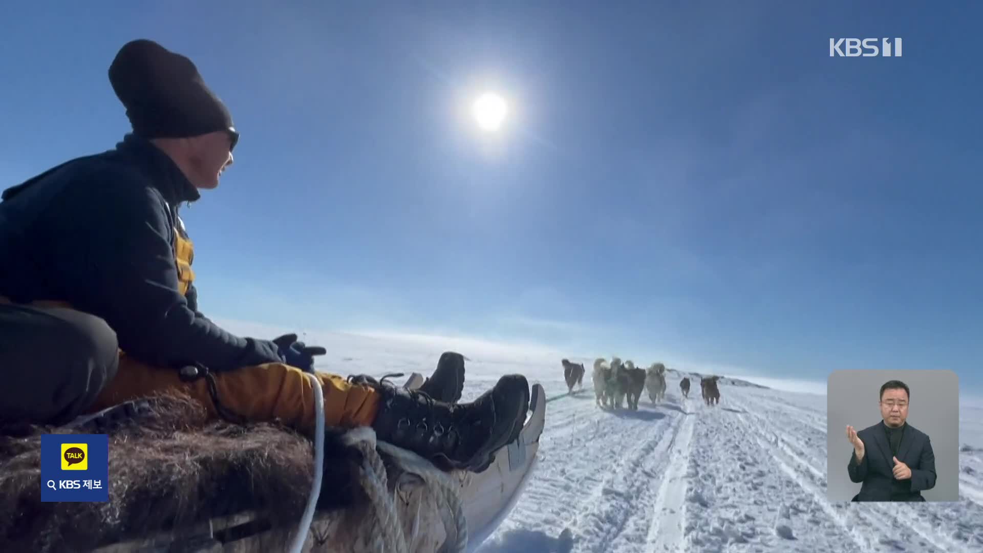 그린란드, ‘북극곰 보호’에 생존 위기 사냥꾼
