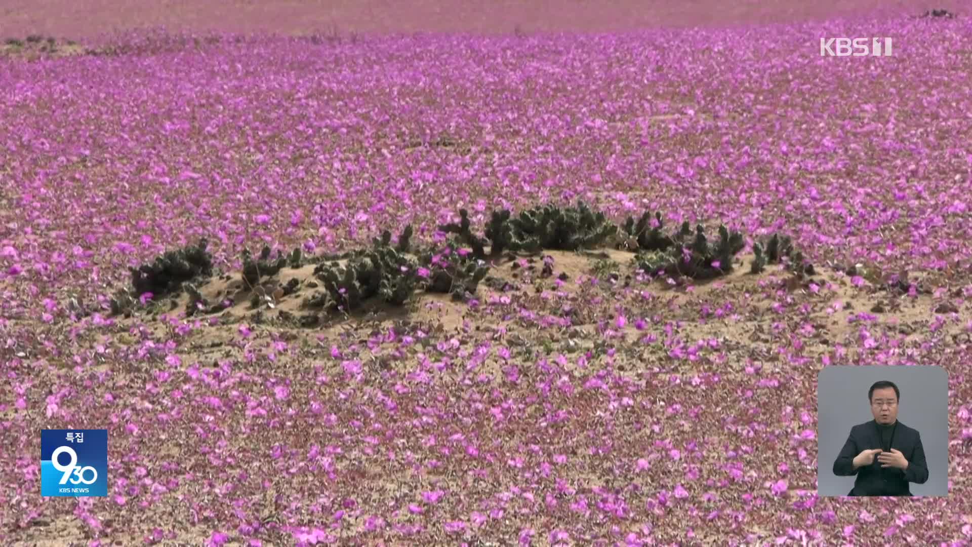 칠레, 가장 건조한 사막에 피는 꽃