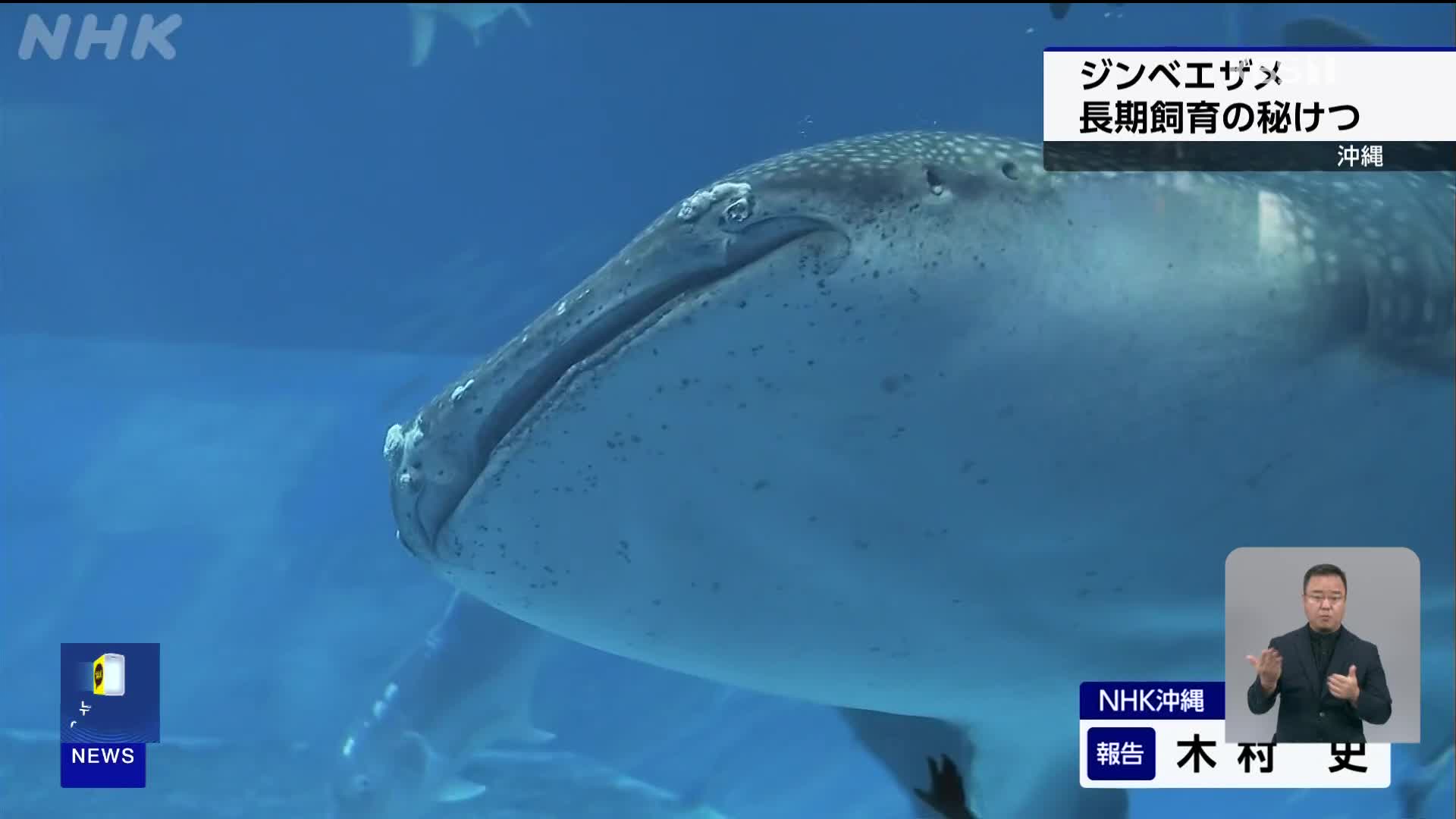 일본, 세계 최장 30년 수족관 누비는 고래상어