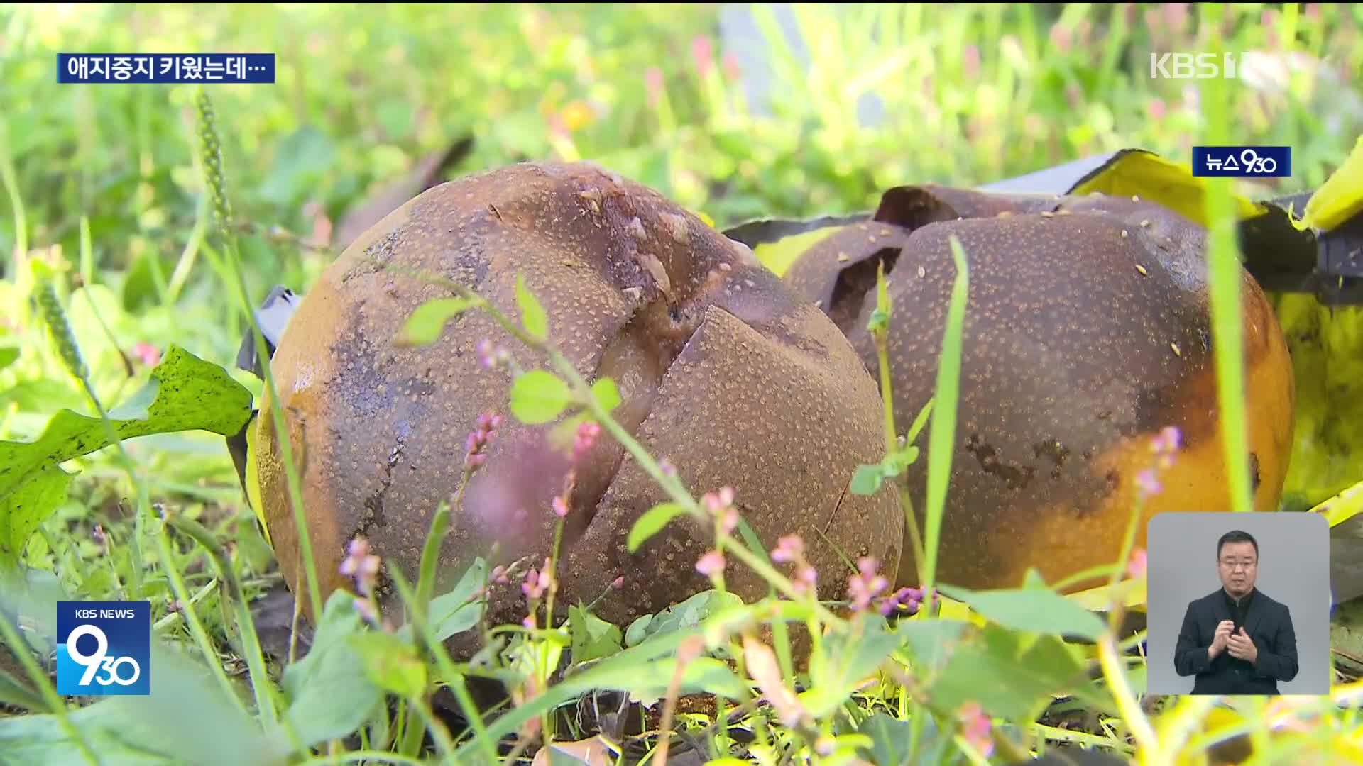 태풍도 없었는데…뚝뚝 떨어진 배, 왜?