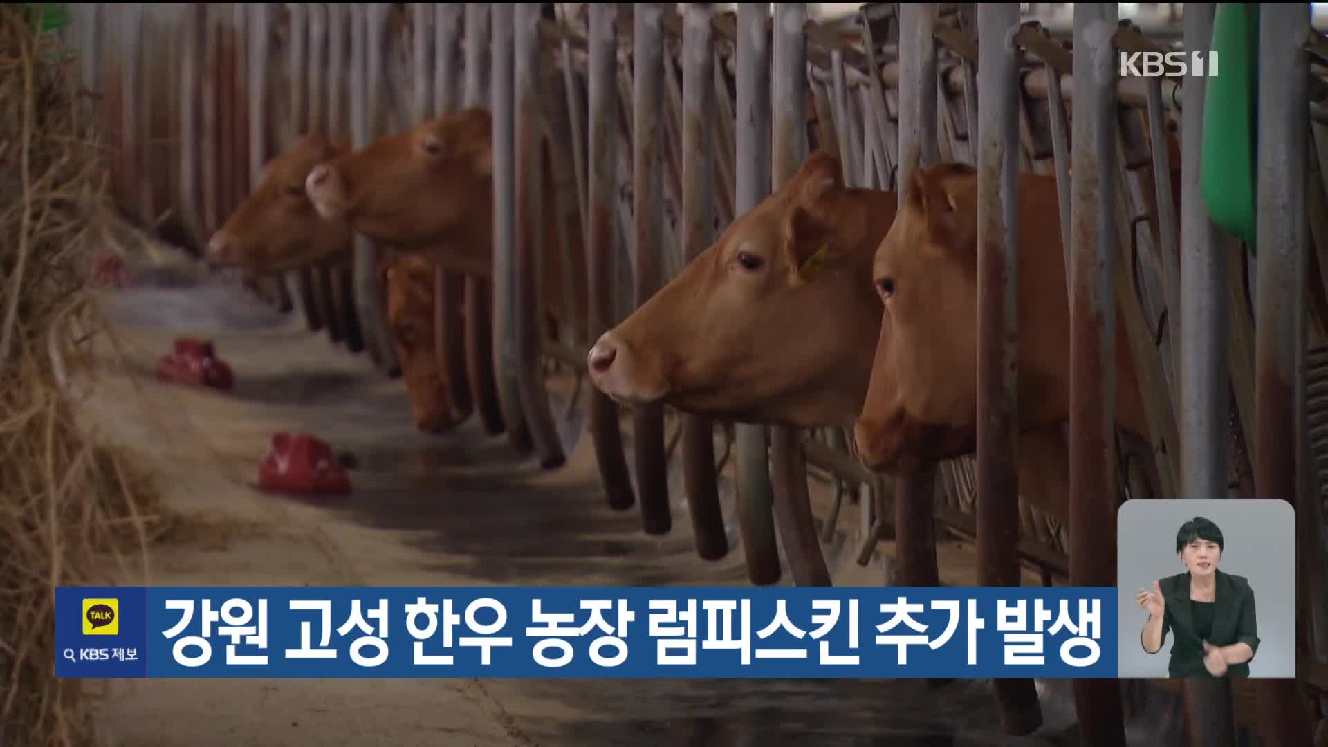 강원 고성 한우 농장 럼피스킨 추가 발생