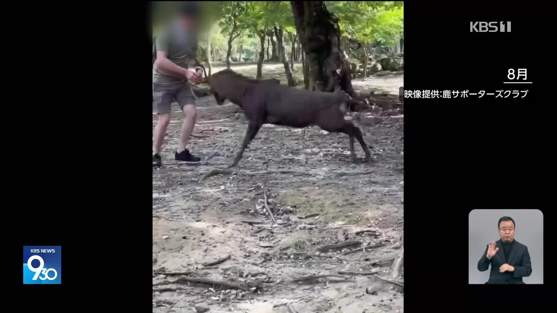 일본, 주택가 사슴 출몰…뿔 찔려 사망도