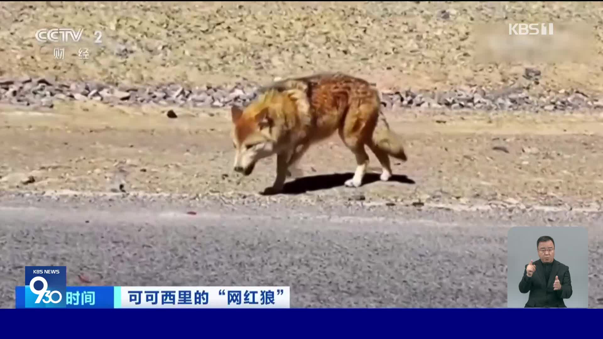 중국, 너도나도 먹이 줘…커커시리 배불뚝이 야생 늑대