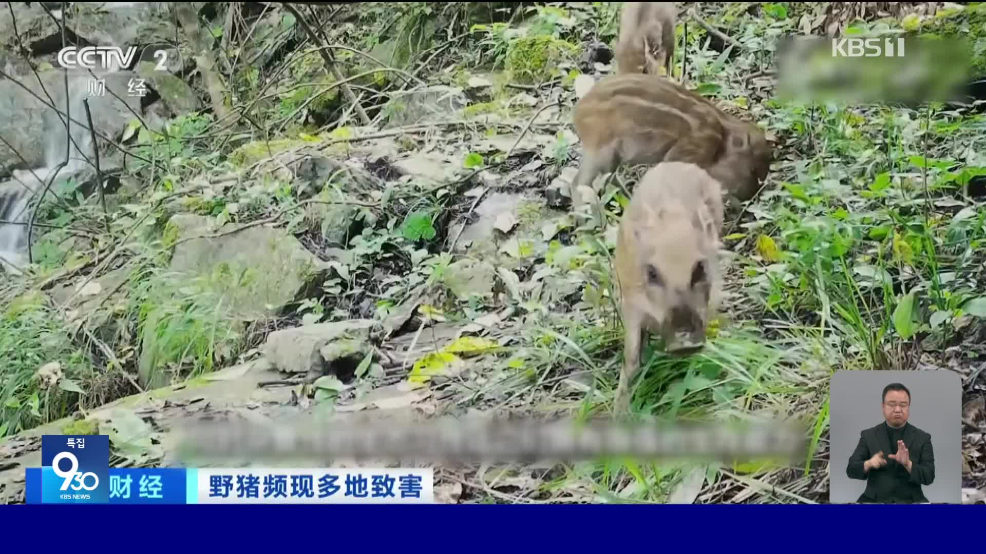 중국 각지서 멧돼지 습격에 당국도 골머리 