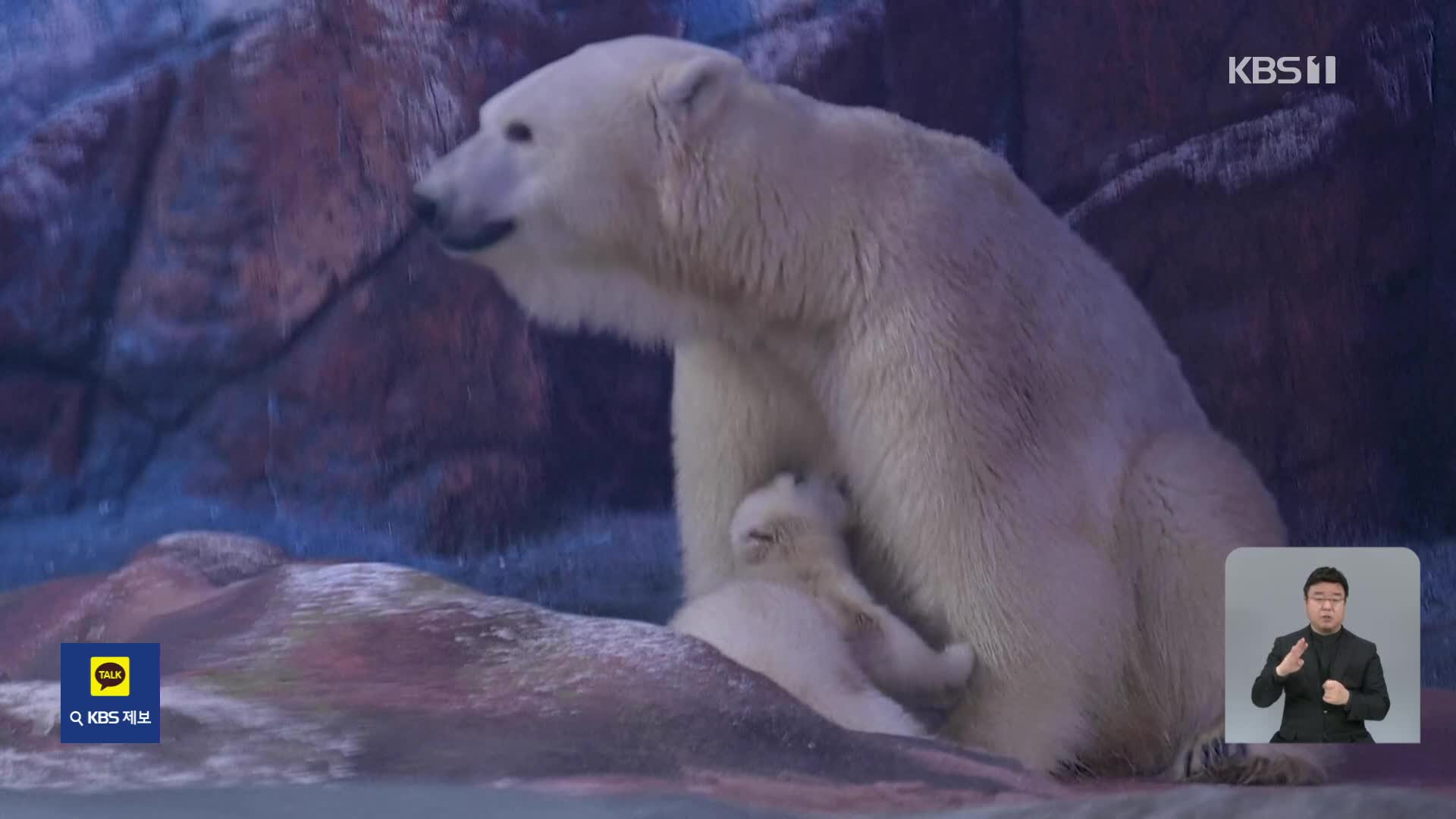 브라질 ‘라틴 아메리카 최초’ 북극곰 탄생