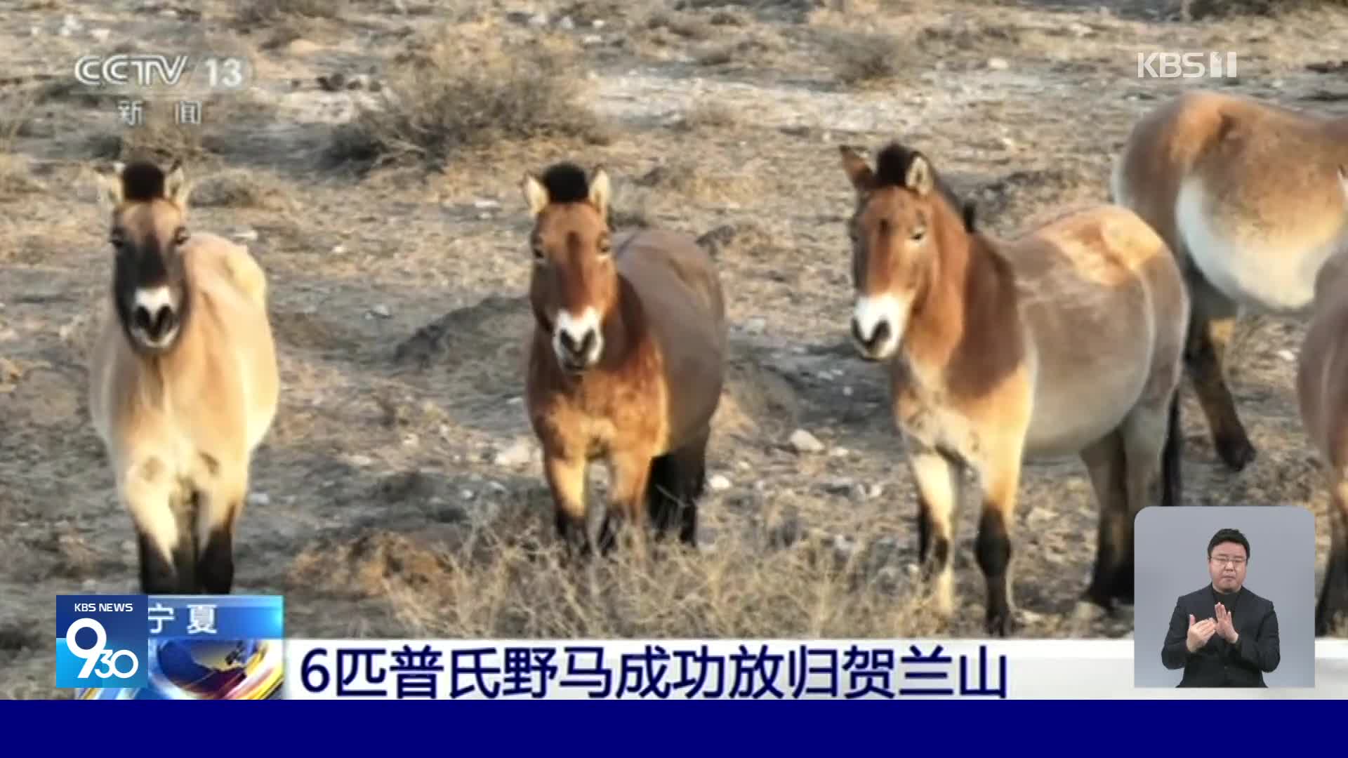 중국, 지구상 유일한 야생마 ‘프르제발스키’ 야생 방사