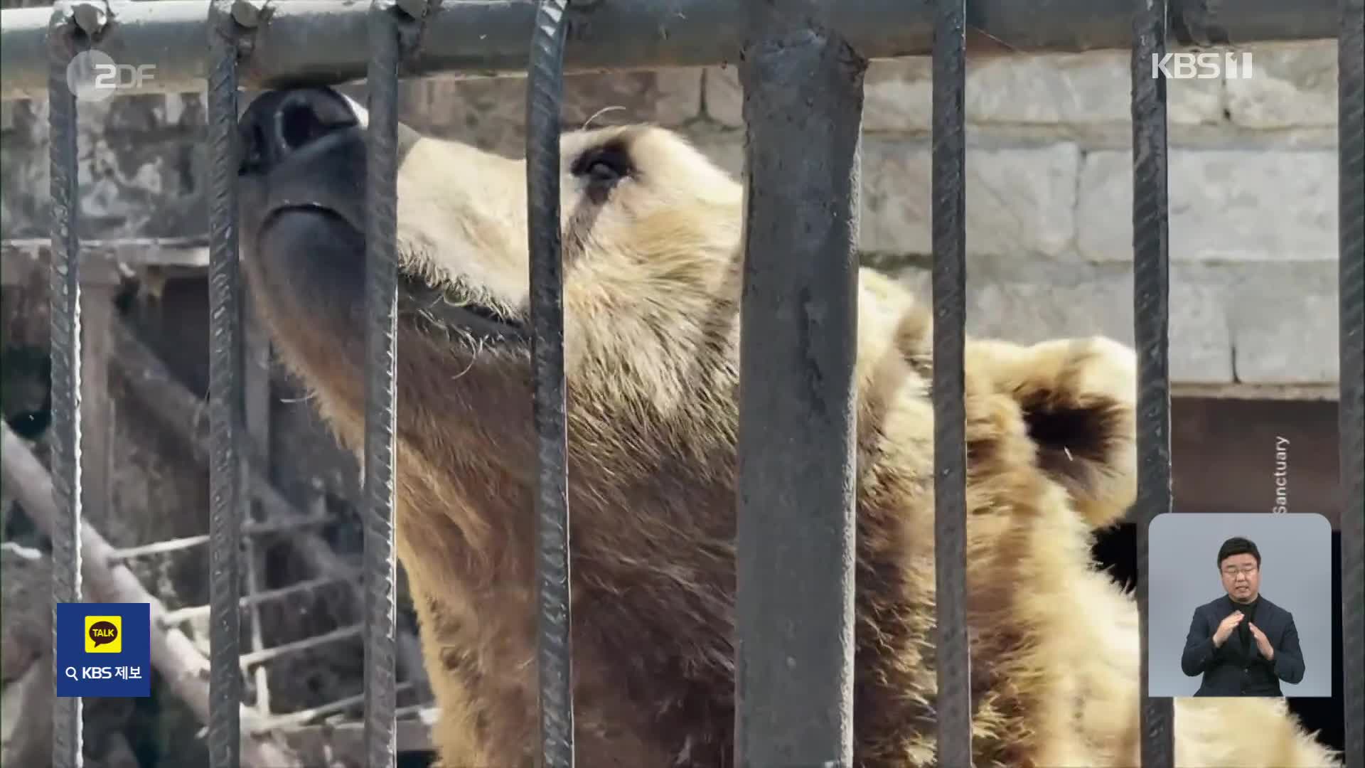 철창에 갇힌 곰 형제, 영국 보호구역으로 이송