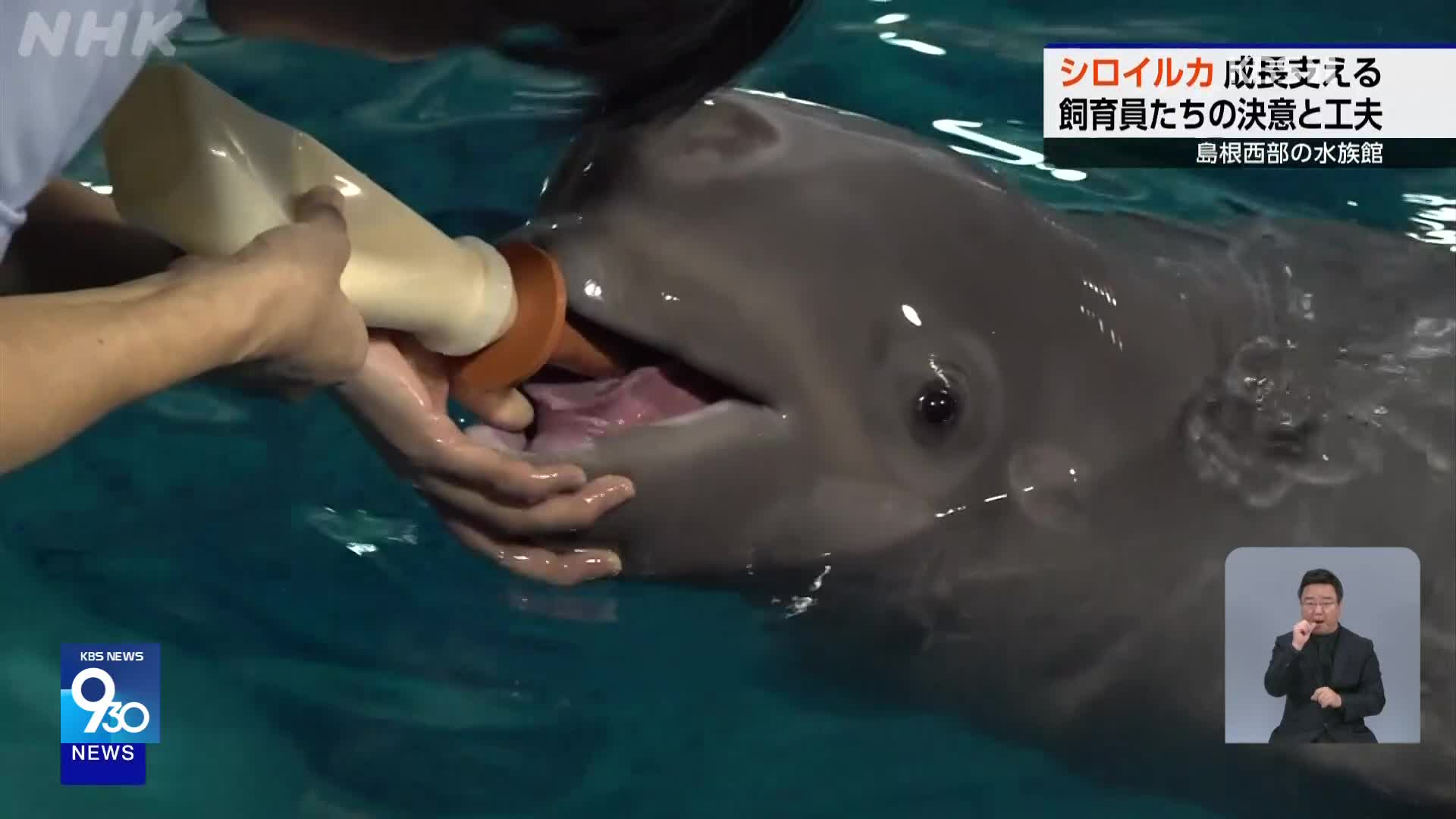일본, 엄마 잃은 돌고래…사육사들이 키웁니다!