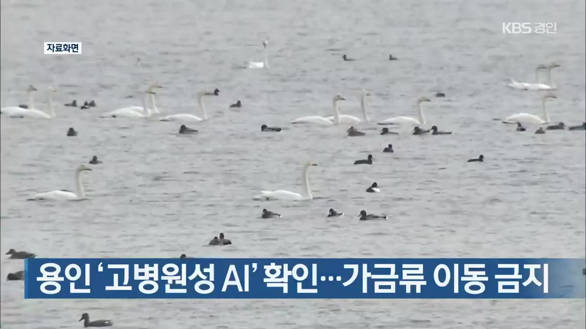 용인 ‘고병원성 AI’ 확인…가금류 이동 금지