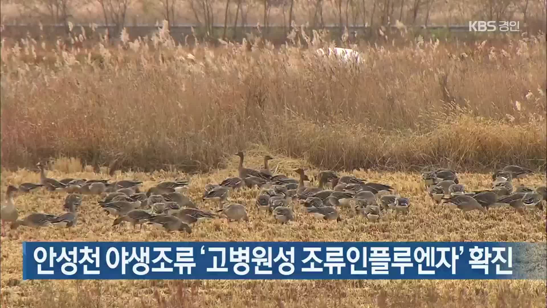 안성천 야생조류 ‘고병원성 조류인플루엔자’ 확진