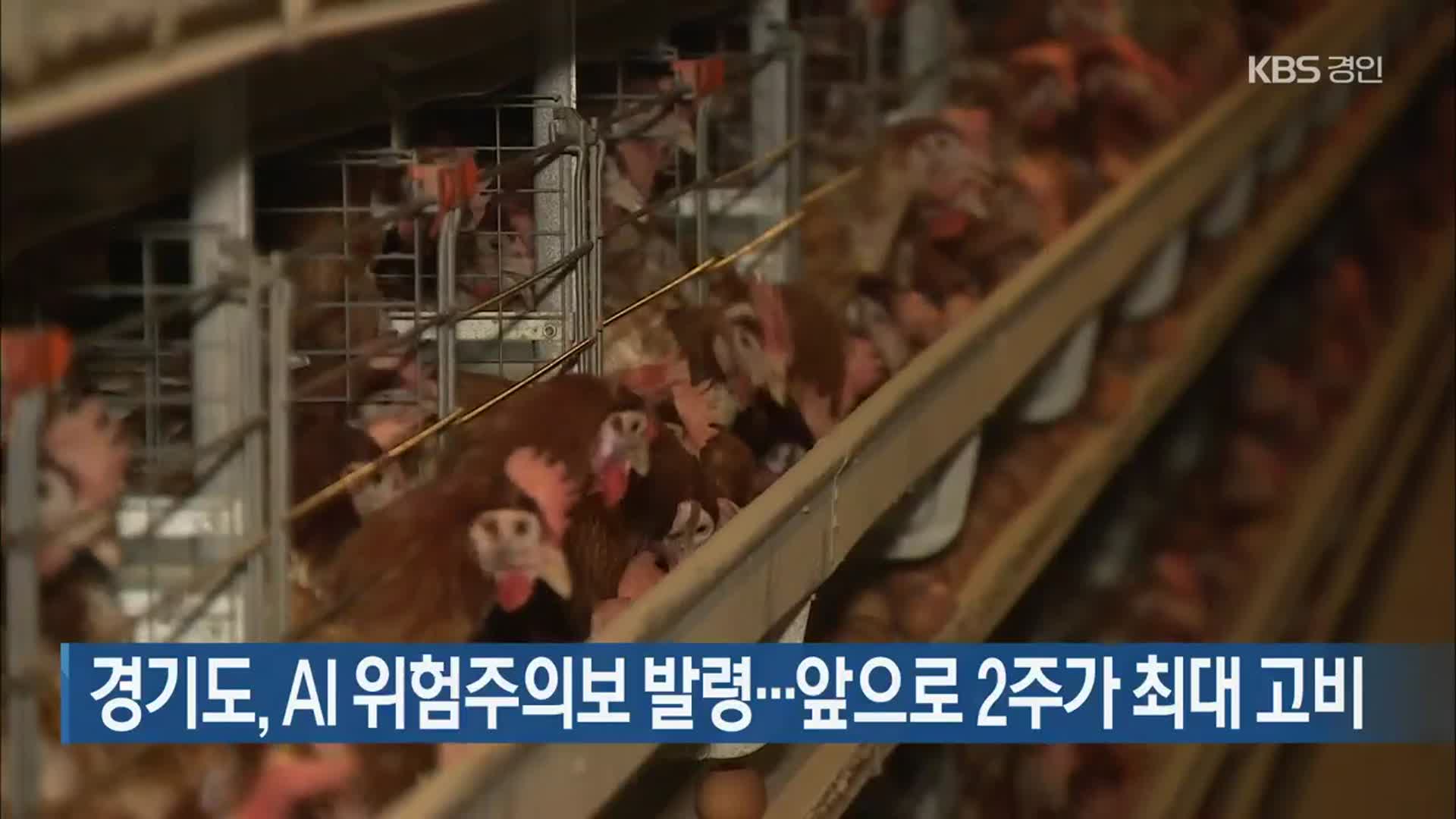 경기도, AI 위험주의보 발령…앞으로 2주가 최대 고비