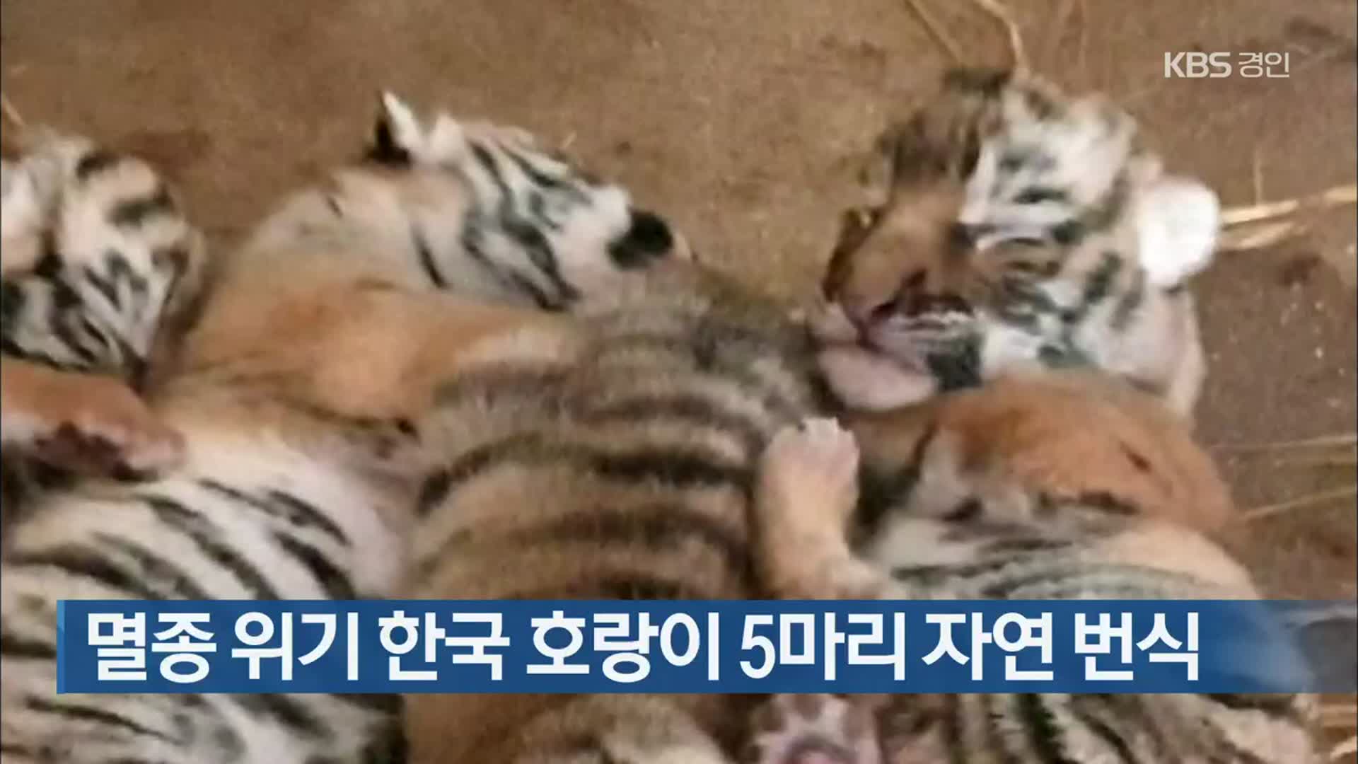 멸종 위기 한국 호랑이 5마리 자연 번식
