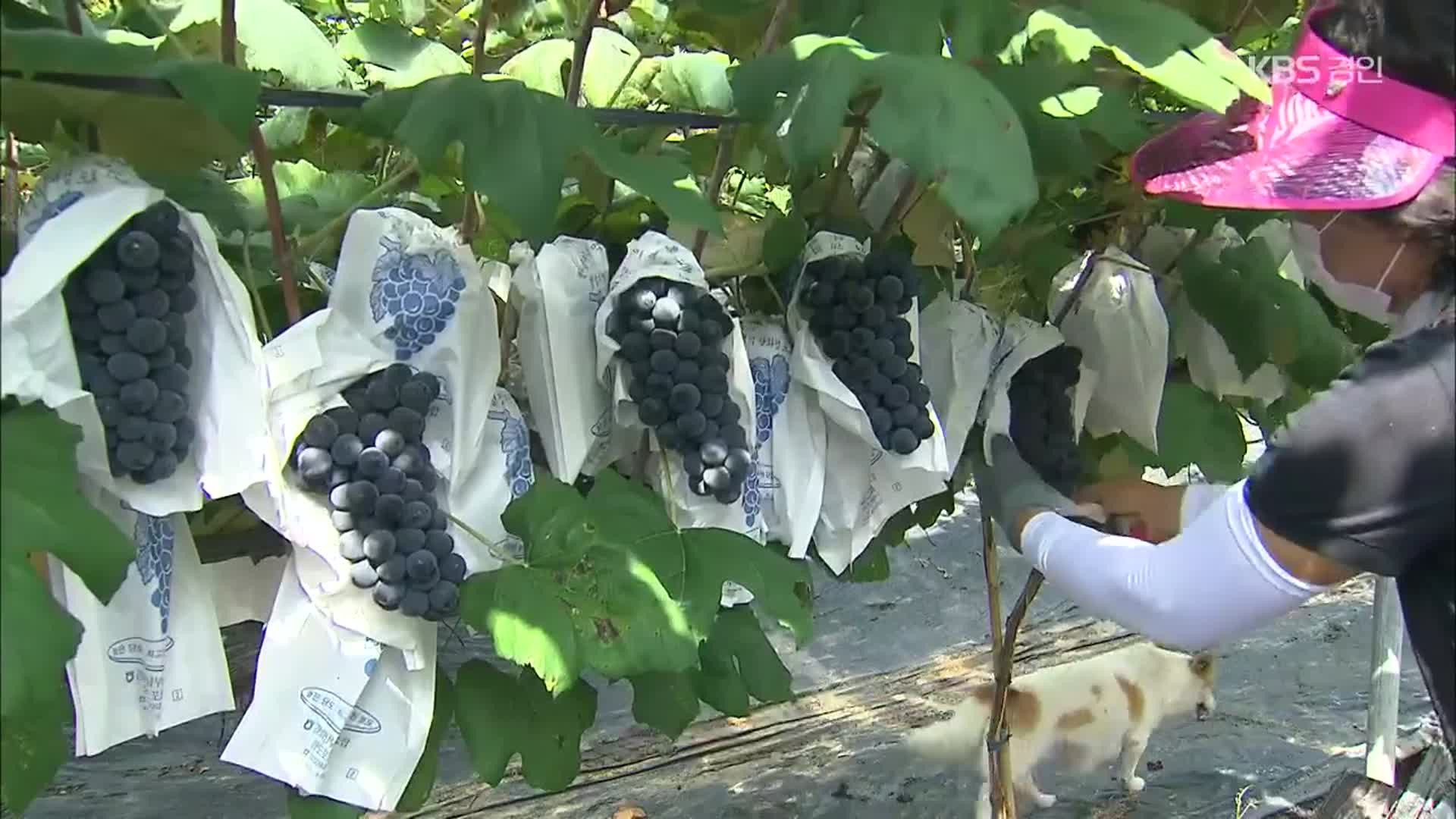 ‘섬포도’ 재배 확산…‘섬와인’ 국내 대표 등극