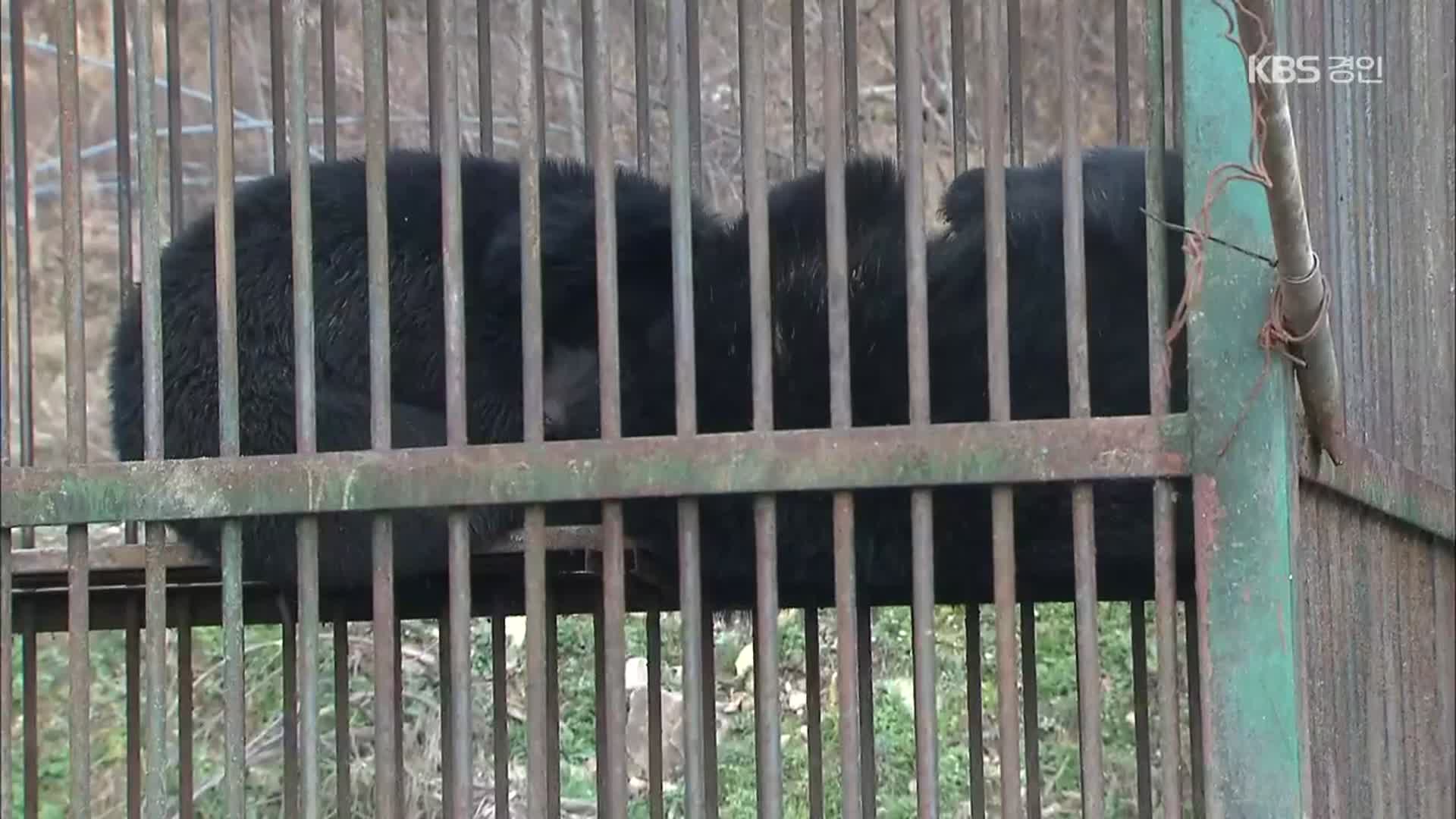 ‘불법 도축 숨기려 곰 탈출 허위 신고’ 농장주에 실형