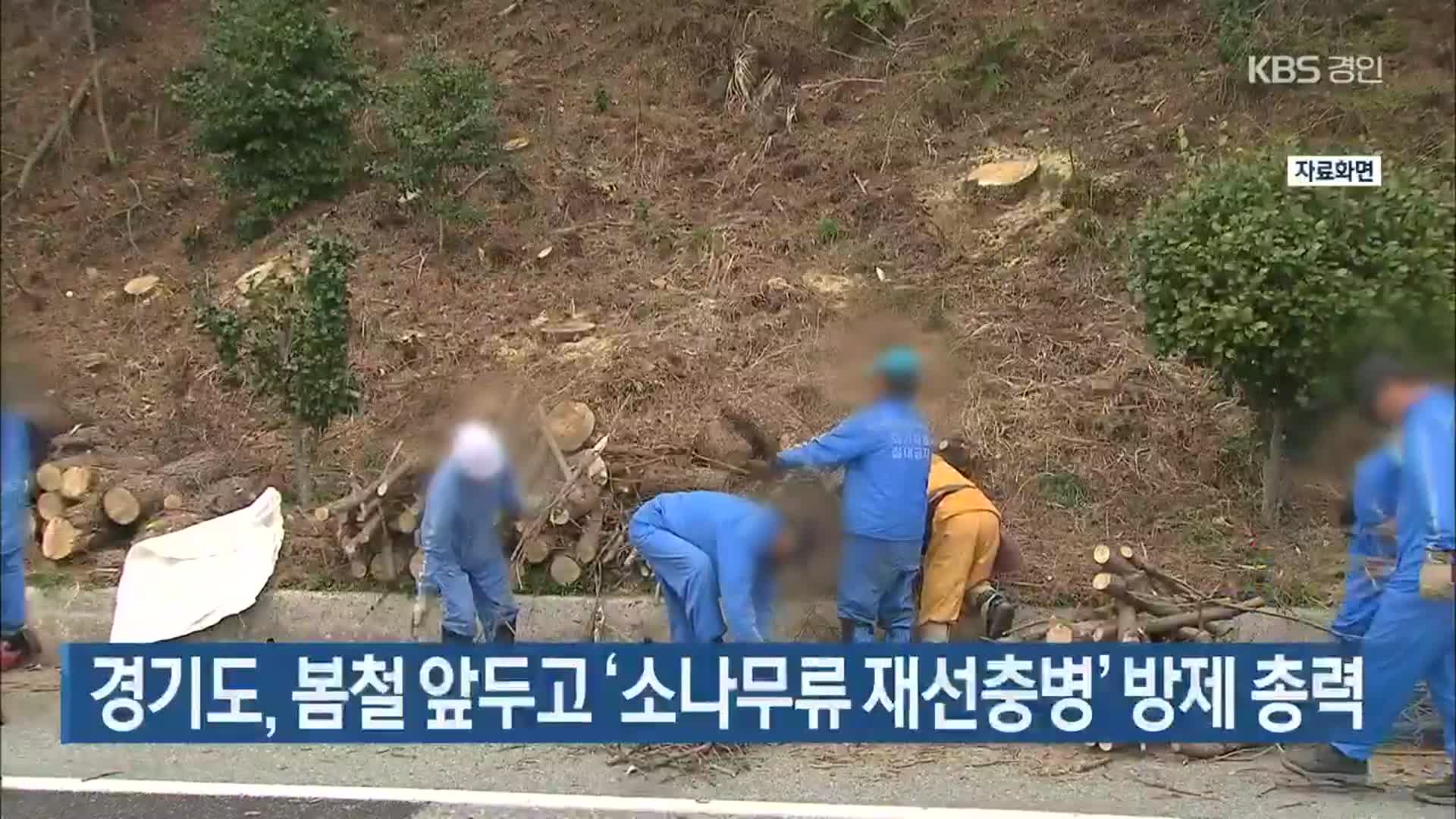 경기도, 봄철 앞두고 ‘소나무류 재선충병’ 방제 총력