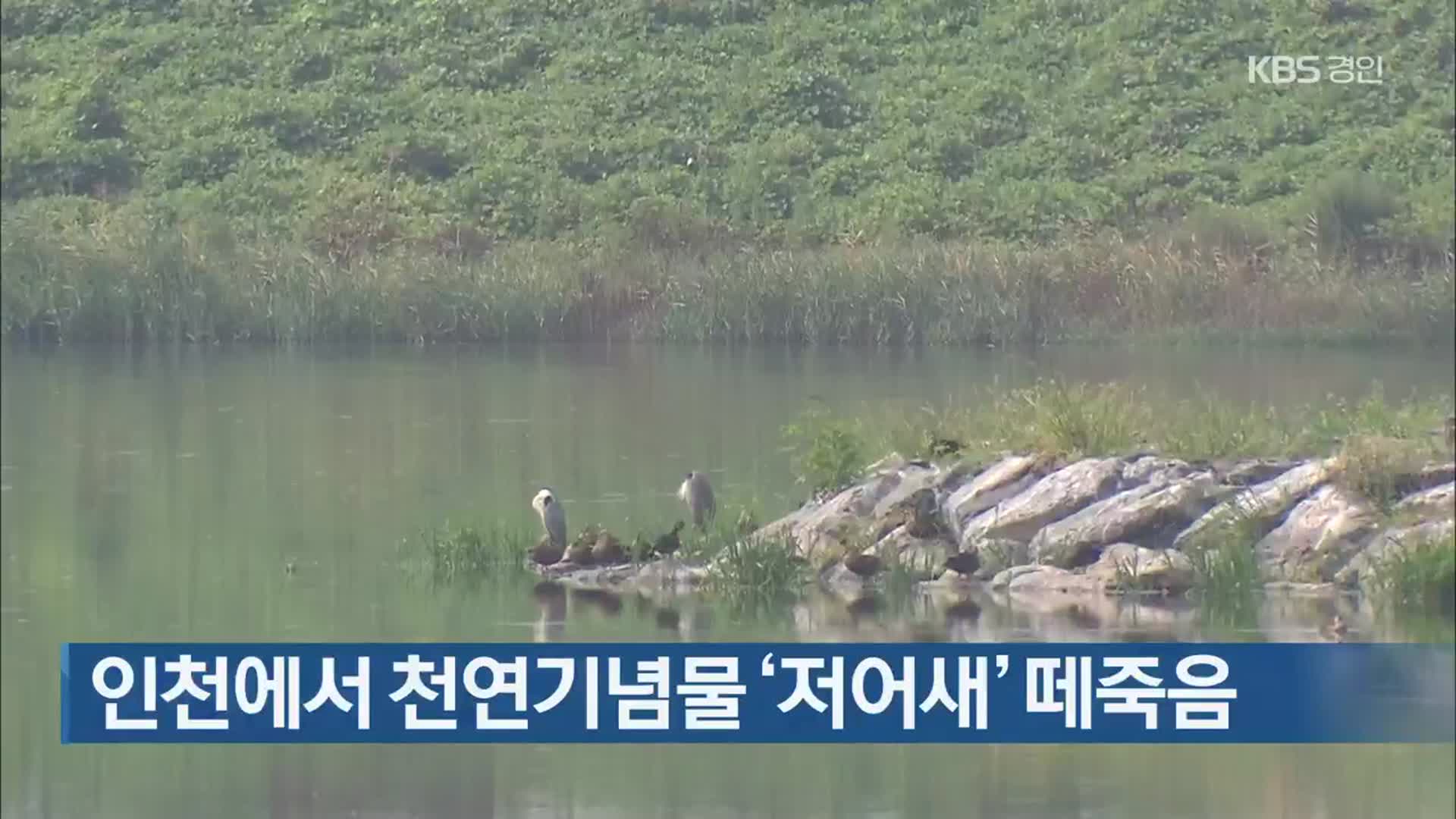 인천에서 천연기념물 ‘저어새’ 떼죽음