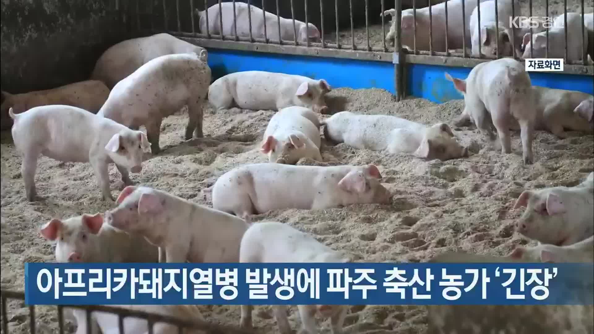 아프리카돼지열병 발생에 파주 축산 농가 ‘긴장’