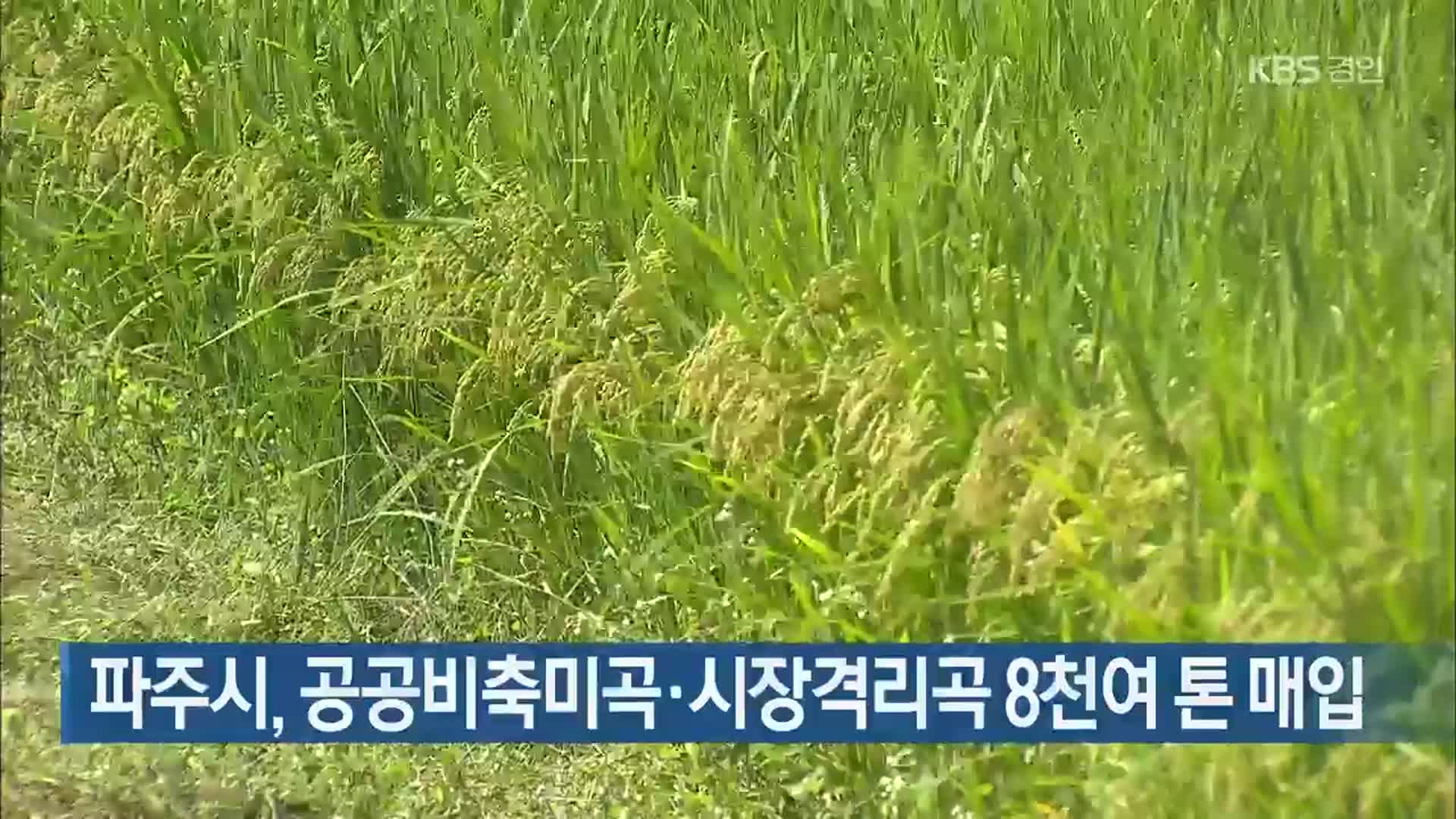 파주시, 공공비축미곡·시장격리곡 8천여 톤 매입