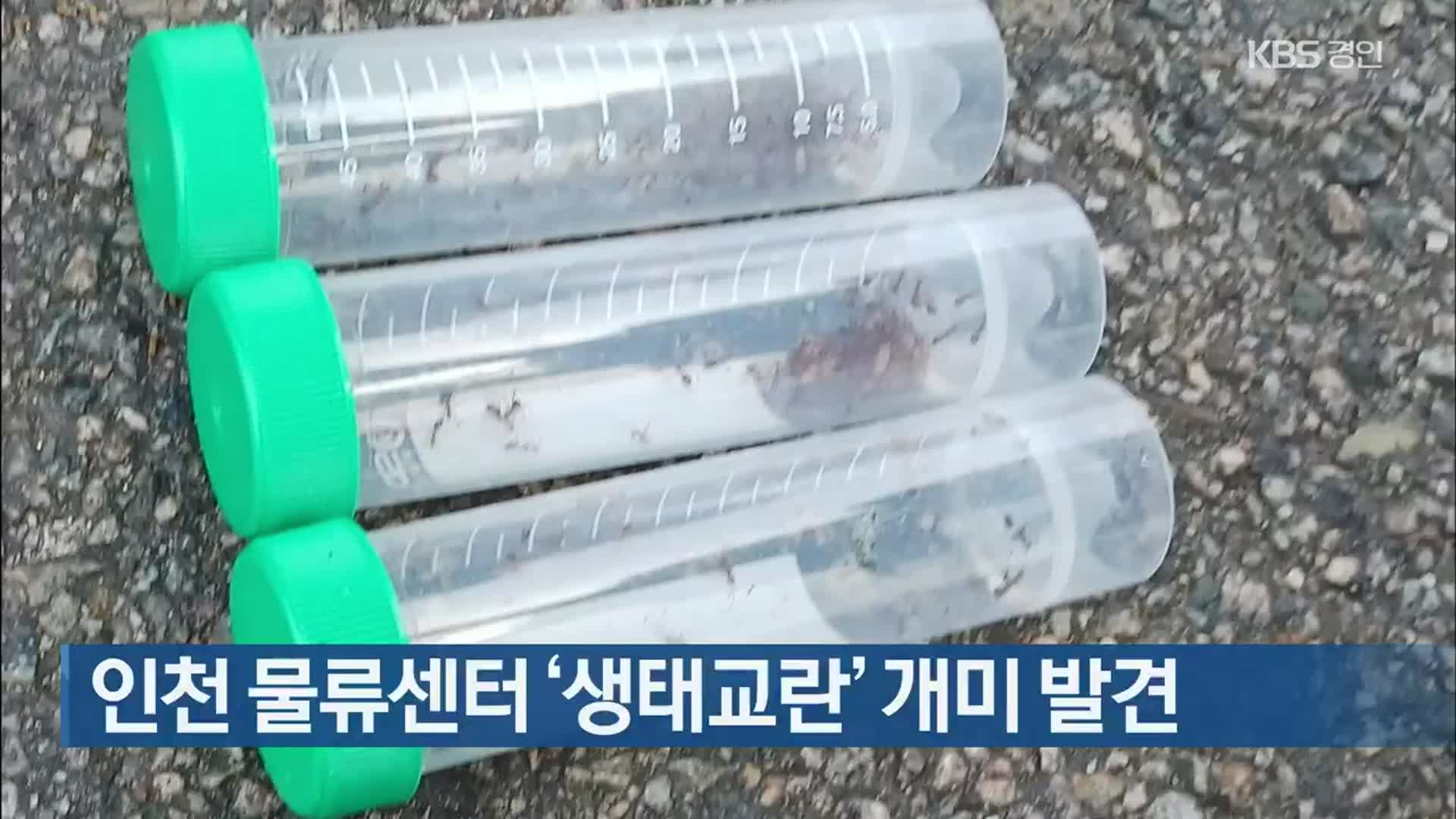 인천 물류센터 ‘생태교란’ 개미 발견