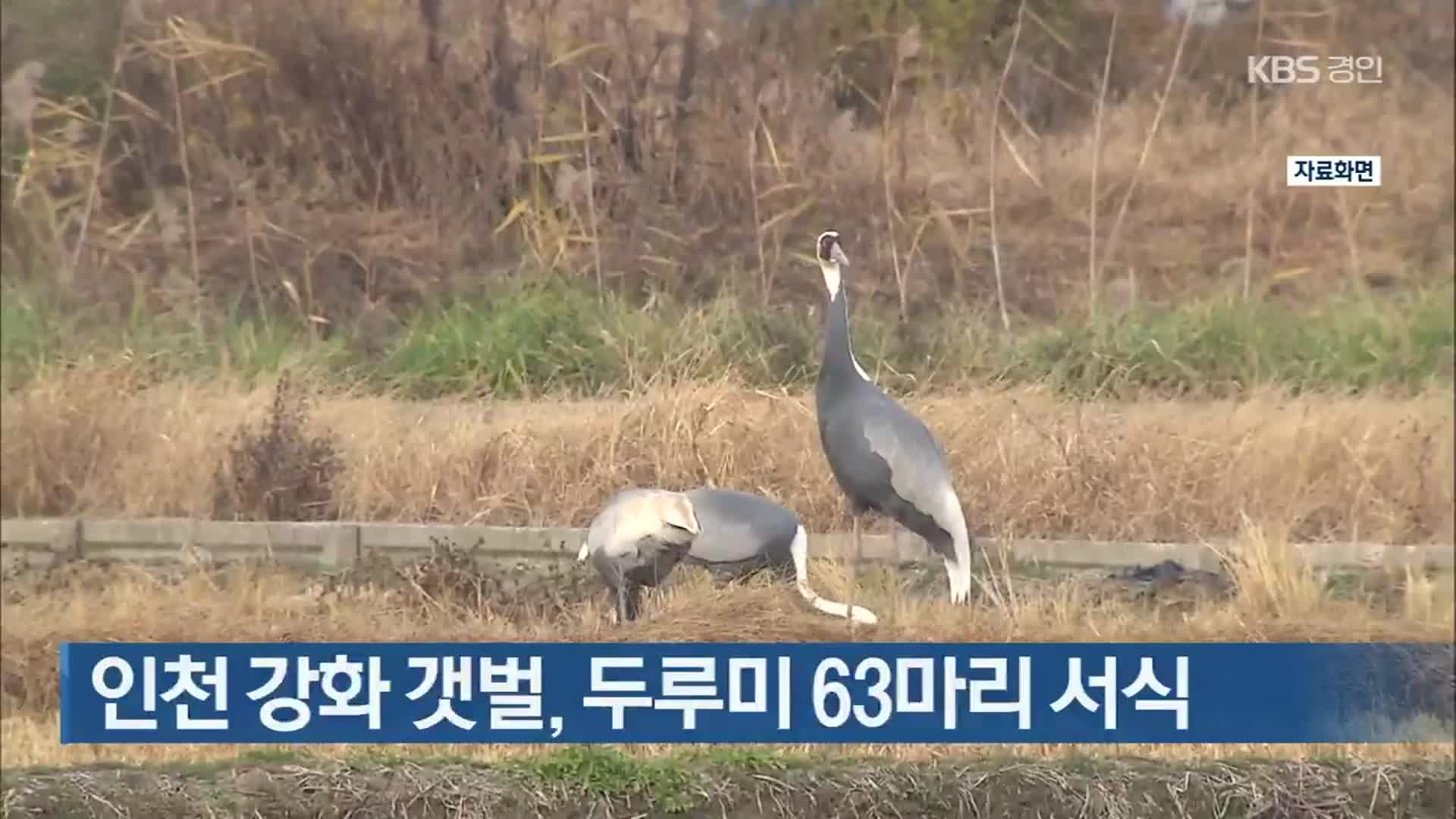 인천 강화 갯벌, 두루미 63마리 서식