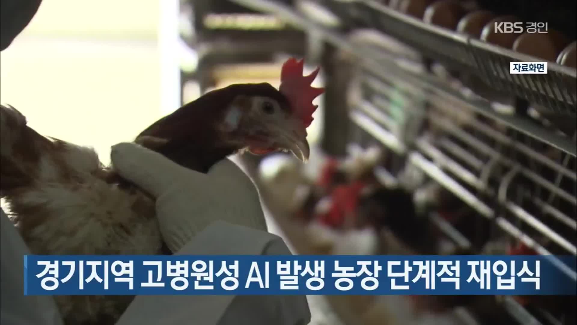 경기지역 고병원성 AI 발생 농장 단계적 재입식