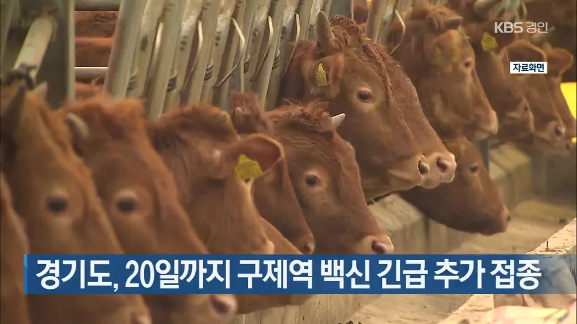 경기도, 20일까지 구제역 백신 긴급 추가 접종