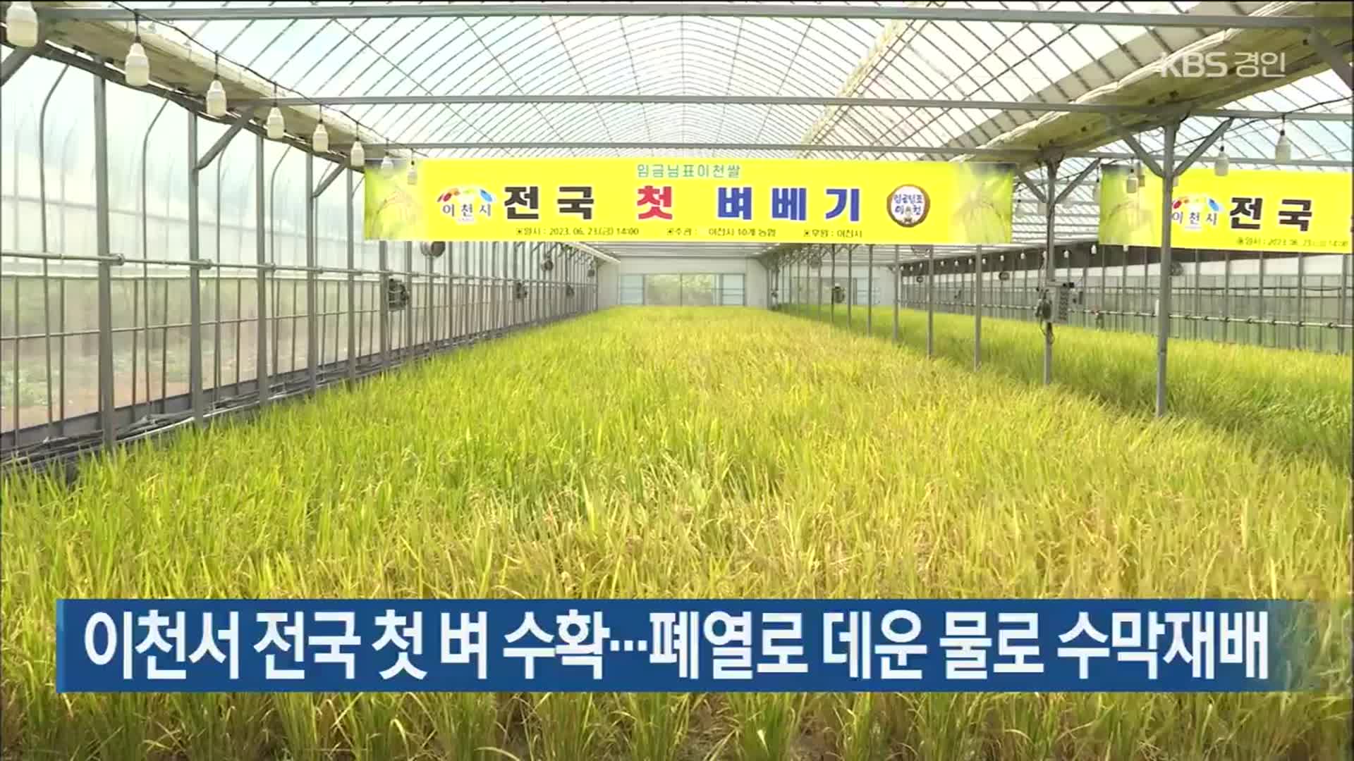 이천서 전국 첫 벼 수확…폐열로 데운 물로 수막재배