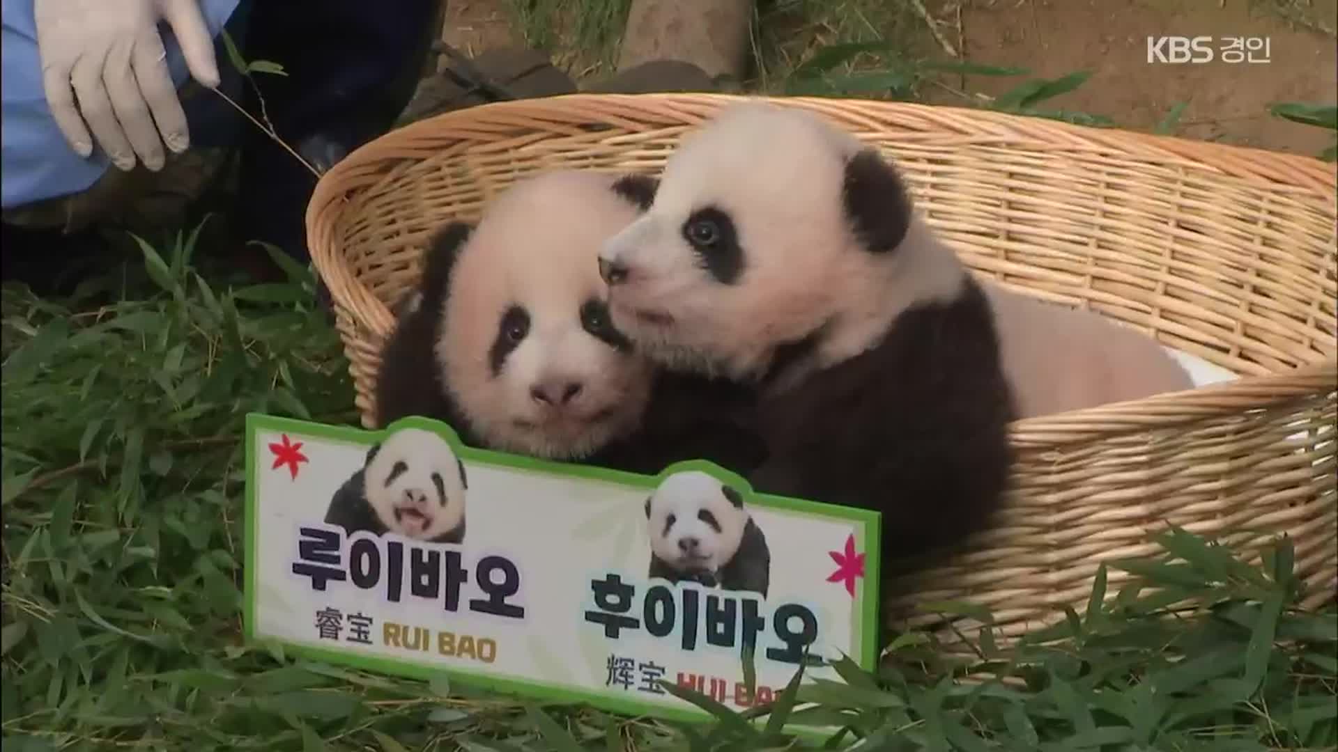 백일 앞둔 쌍둥이 판다…자란 모습과 이름 공개