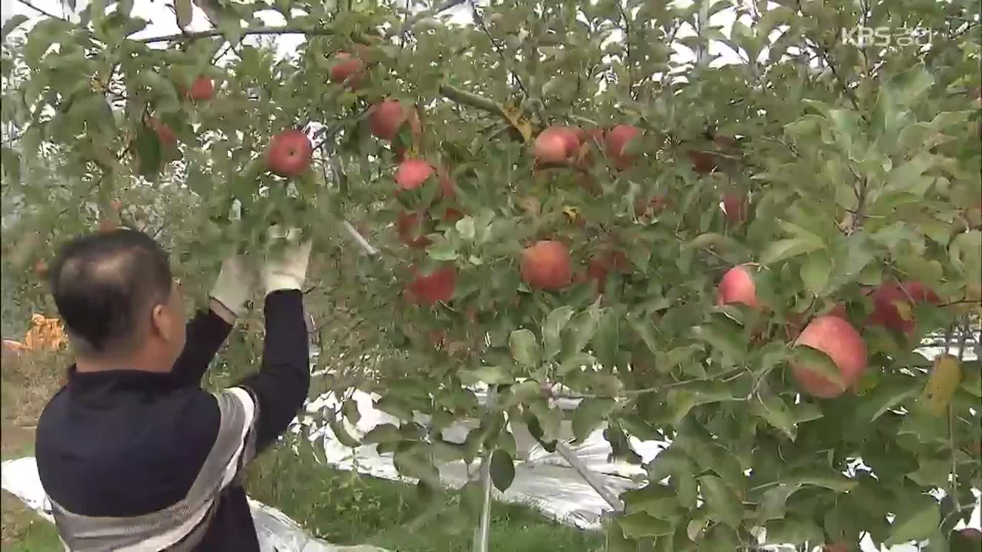 ‘사과’가 연천군 특산물?…북상하는 사과 재배 적지