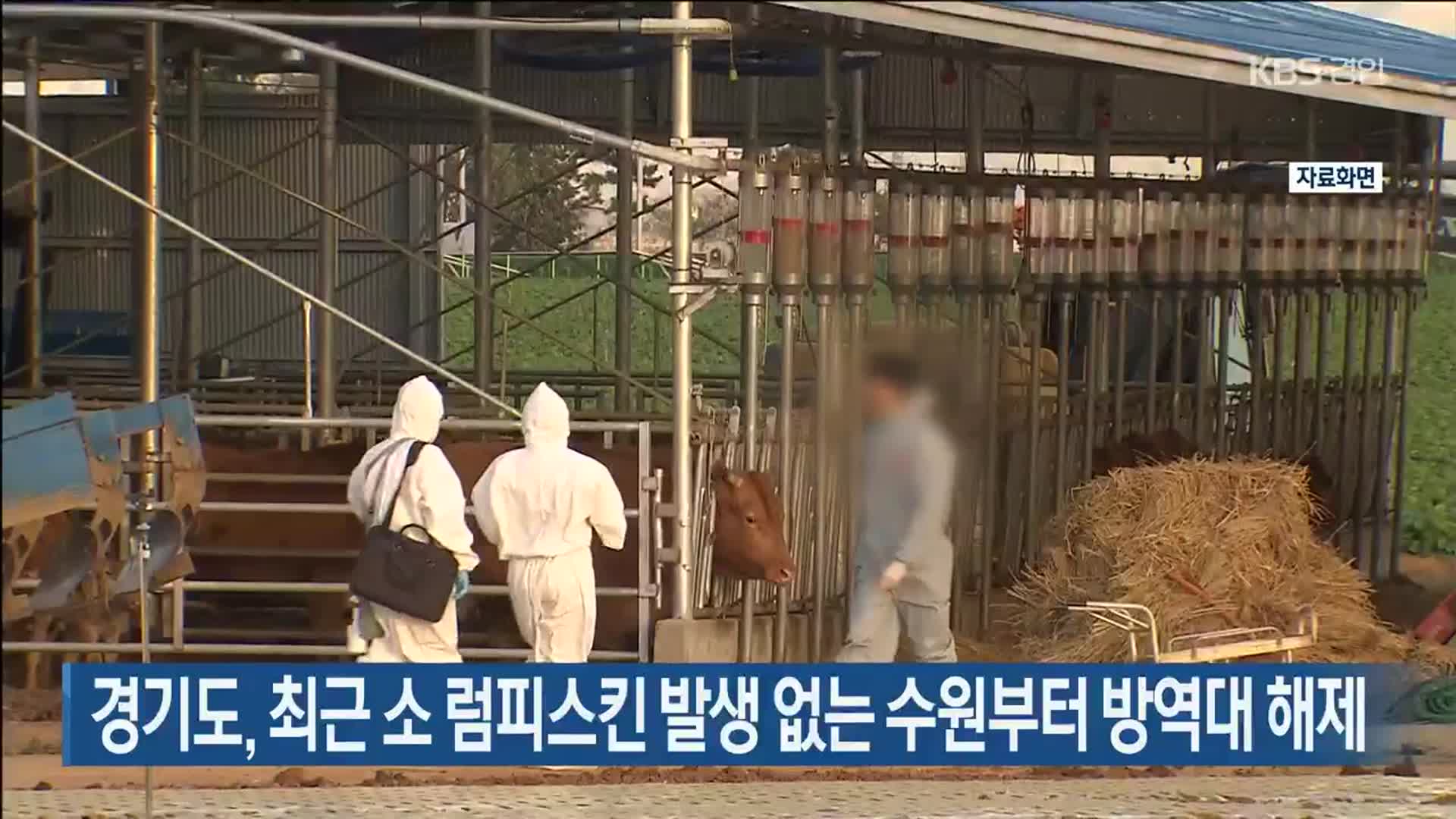 경기도, 최근 소 럼피스킨 발생 없는 수원부터 방역대 해제