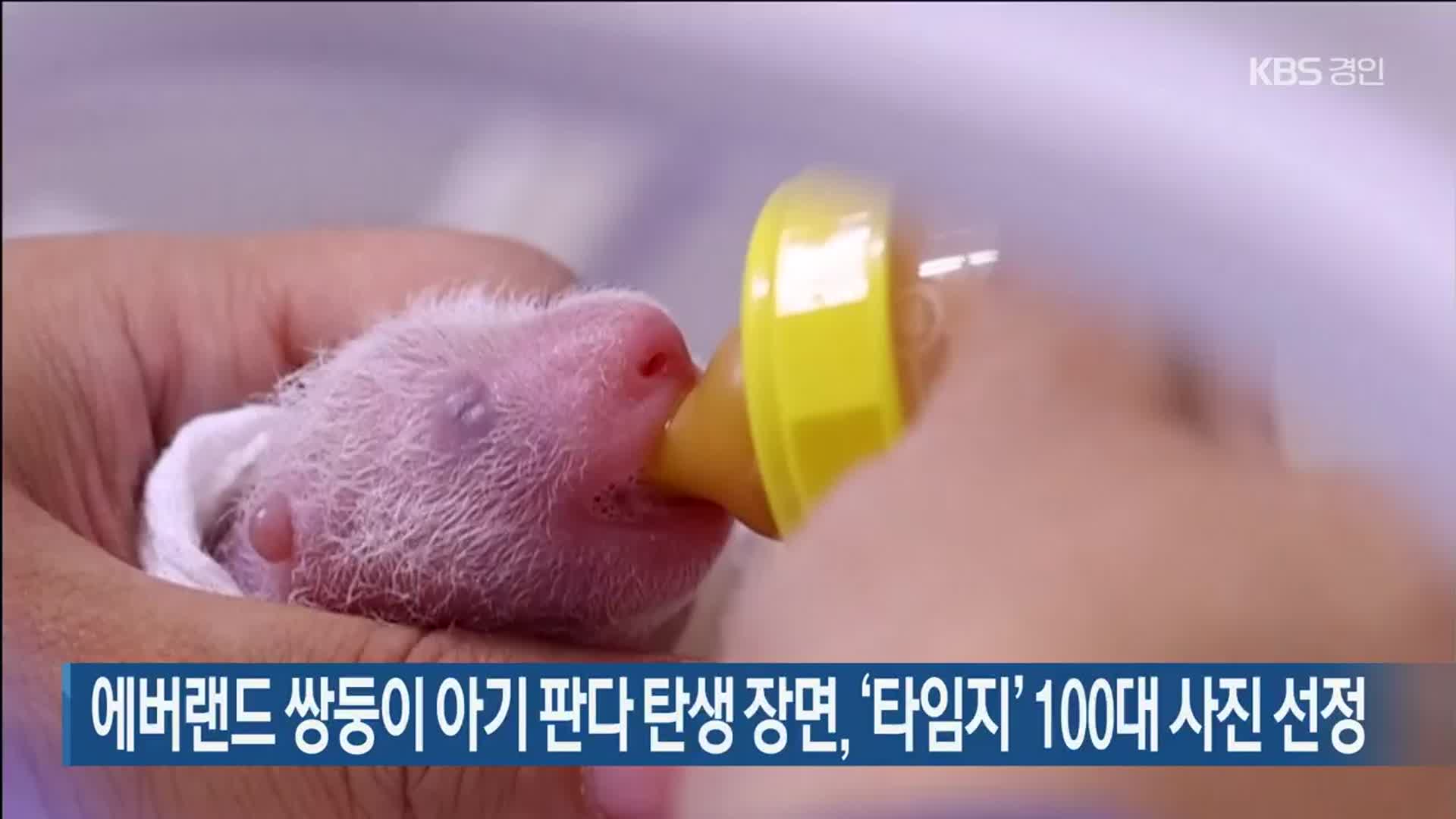 에버랜드 쌍둥이 아기 판다 탄생 장면, ‘타임지’ 100대 사진 선정