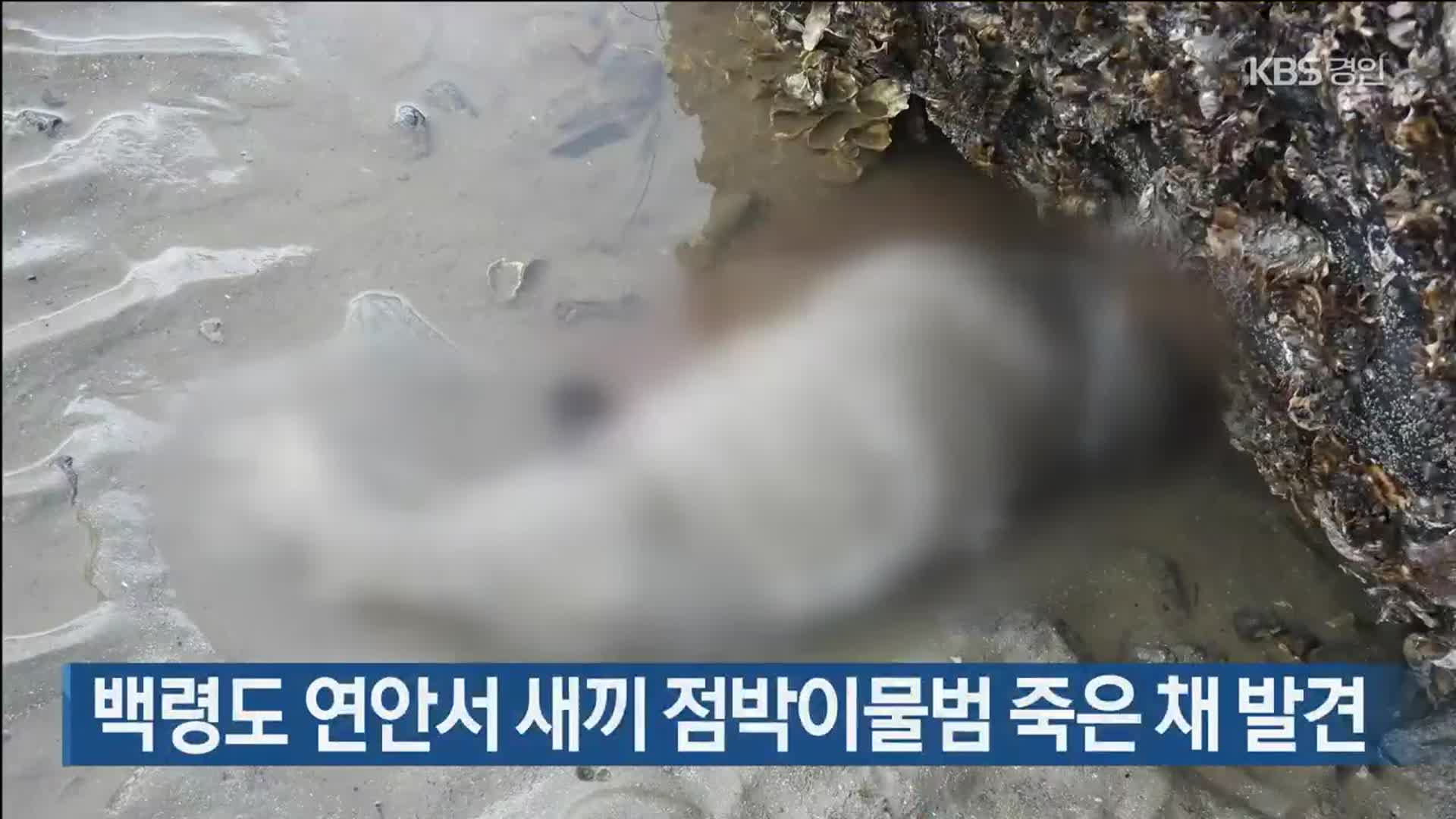 백령도 연안서 새끼 점박이물범 죽은 채 발견