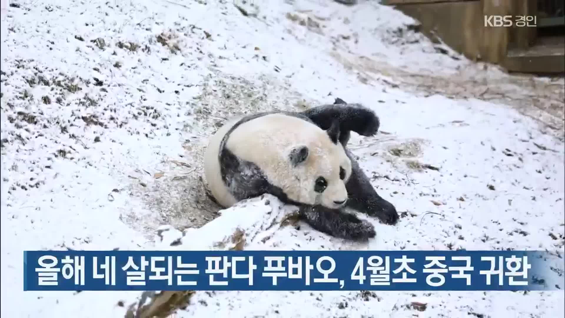 올해 네 살되는 판다 푸바오, 4월초 중국 귀환