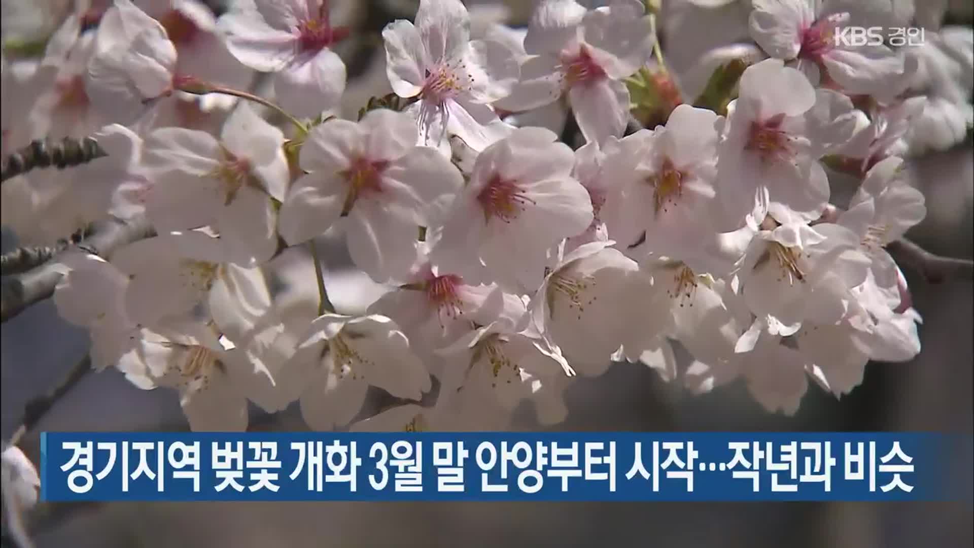 경기지역 벚꽃 개화 3월 말 안양부터 시작…작년과 비슷