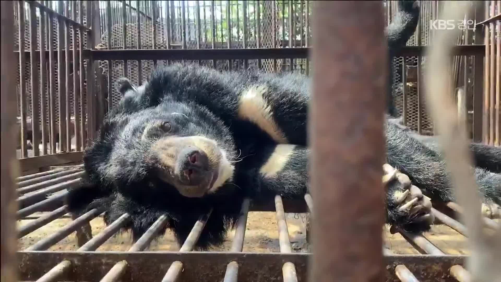 푸바오 열풍 뒤에…사육 곰 3백 마리 아직도 신음