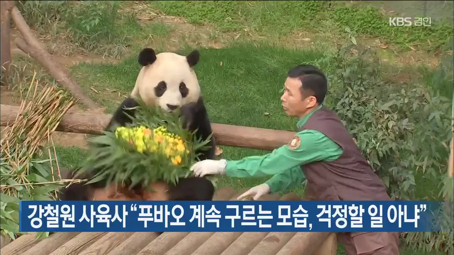 강철원 사육사 “푸바오 계속 구르는 모습, 걱정할 일 아냐”