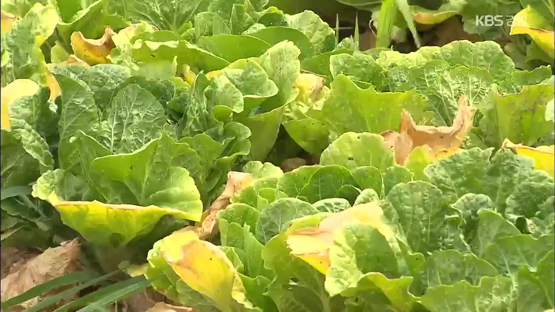 배춧값 고공행진 언제까지…“중국산 배추 정부 수입”