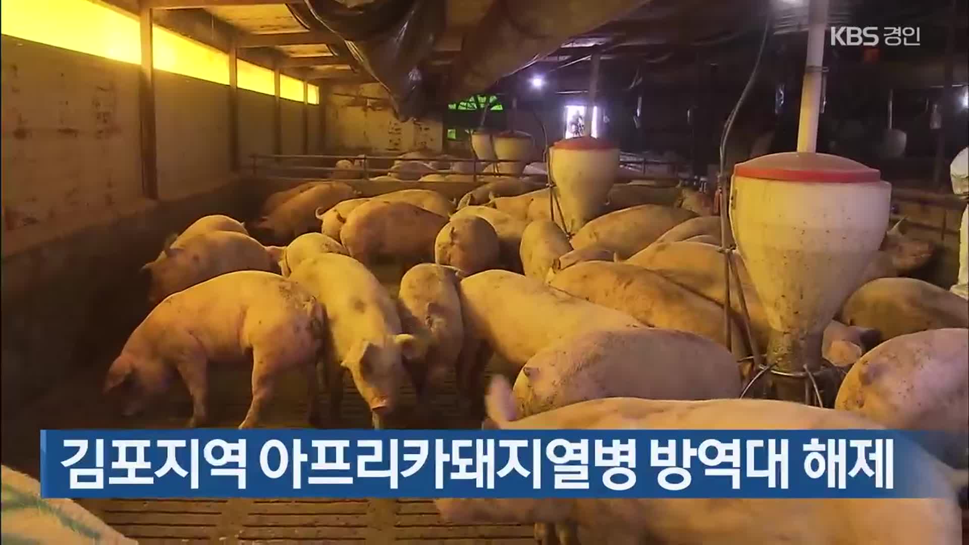 김포지역 아프리카돼지열병 방역대 해제