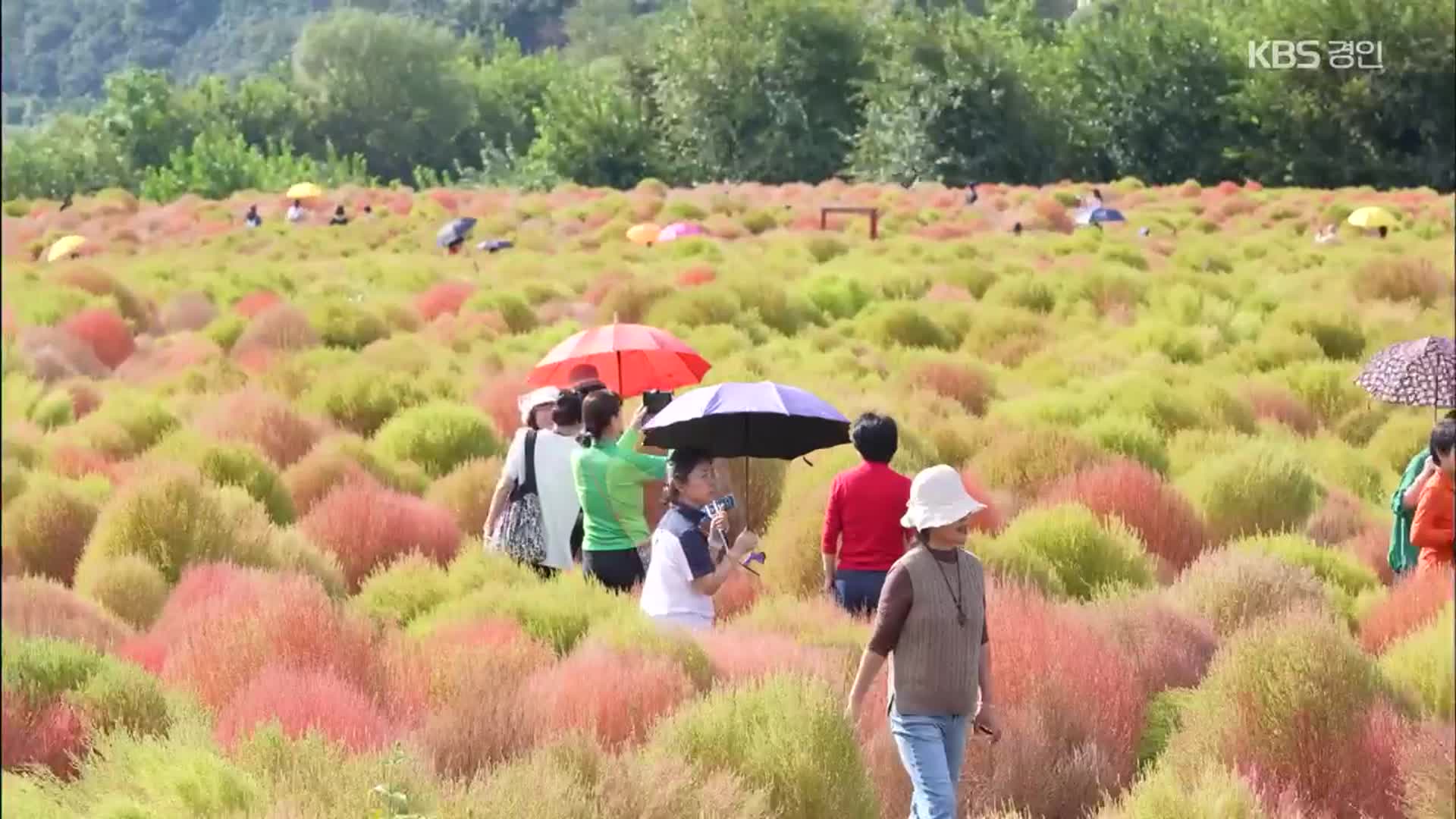 버려진 땅을 관광지로…연천 댑싸리공원의 기적