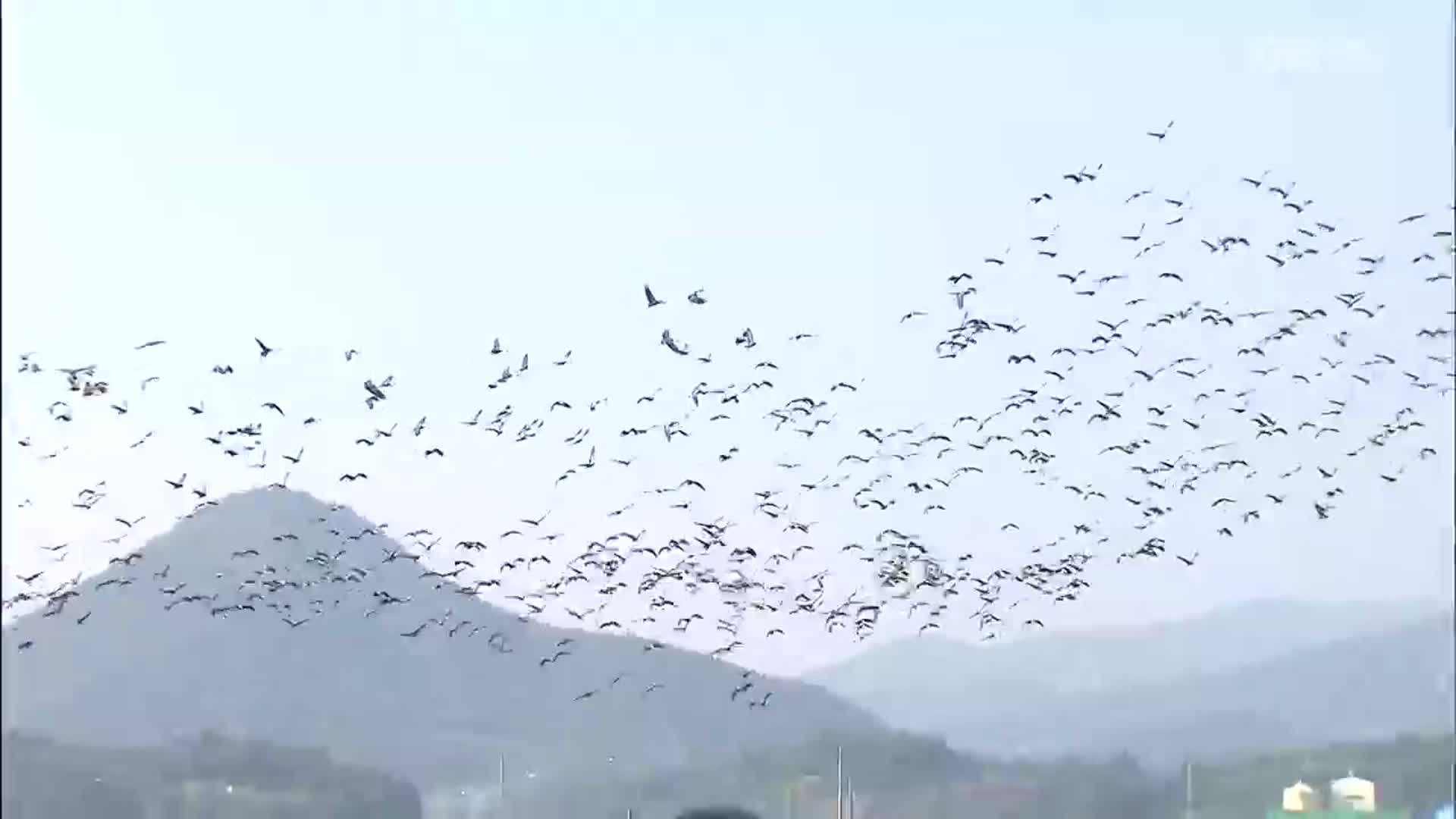 흑두루미 7천 마리 순천만에…겨울 철새 ‘장관’