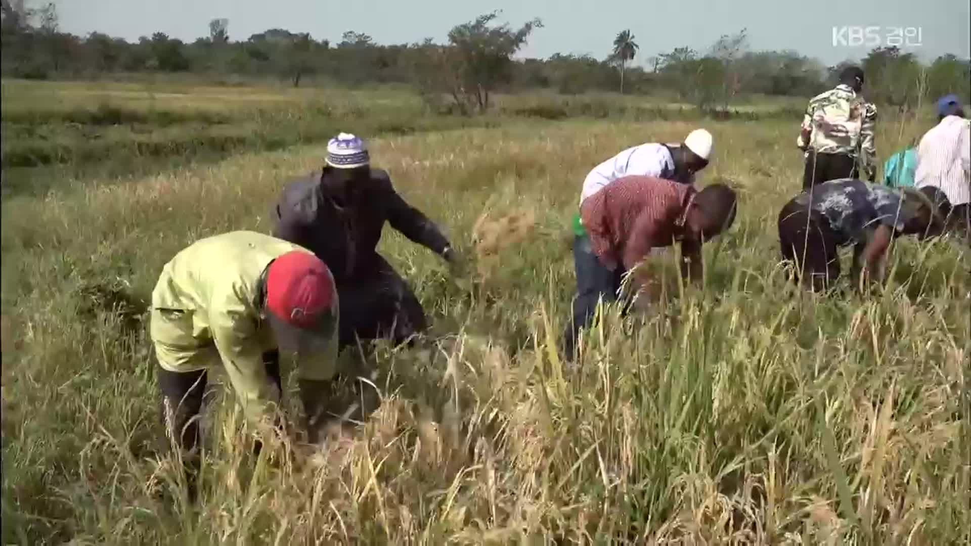 우리 볍씨 10kg, 2천톤 수확으로…아프리카서 쌀 희망프로젝트