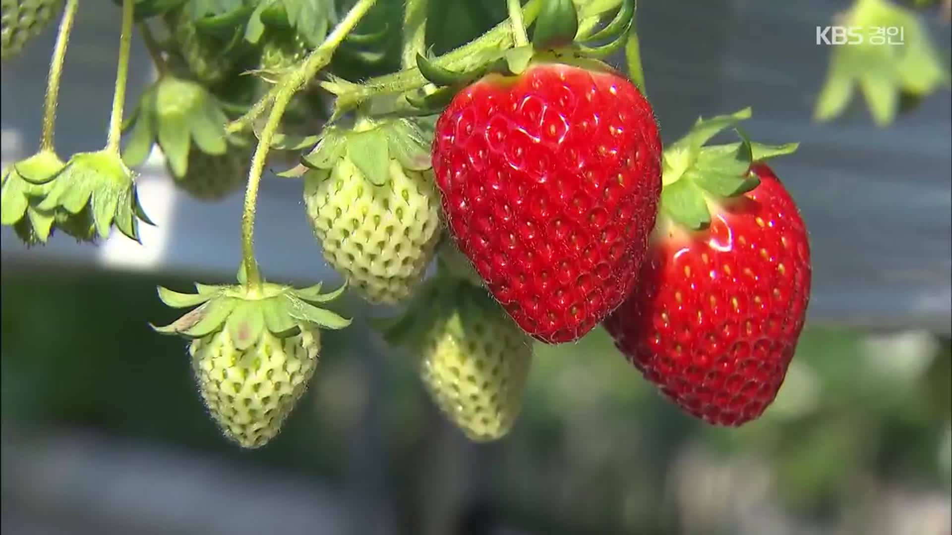 직접 수확해서 저렴하게 맛보는 딸기…수확 체험 ‘북적’